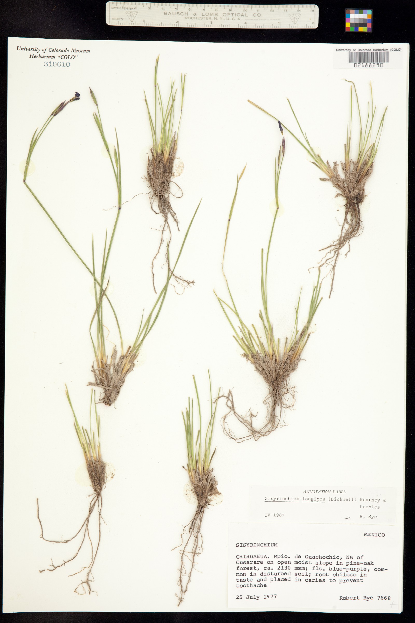 Sisyrinchium longipes image