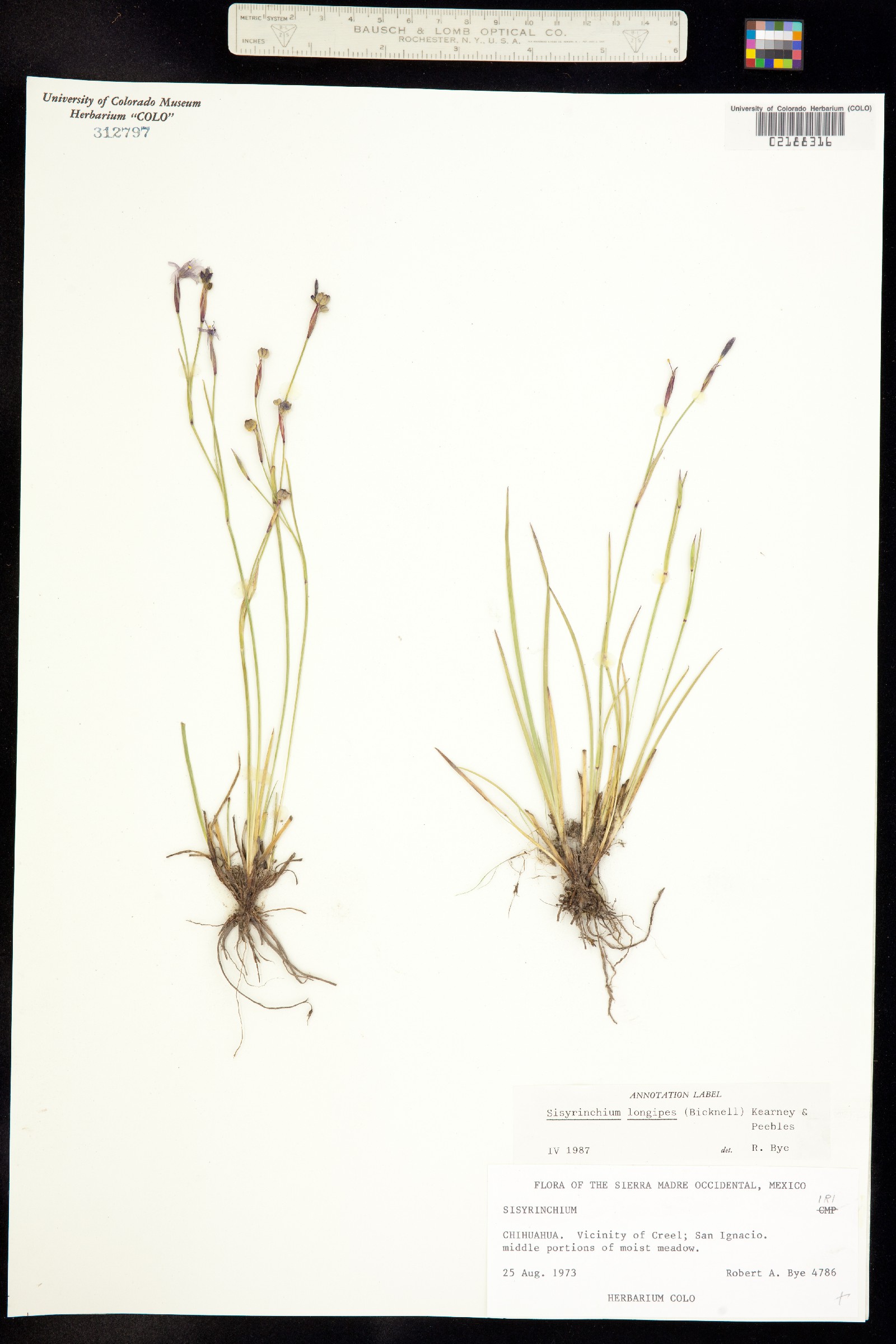 Sisyrinchium longipes image