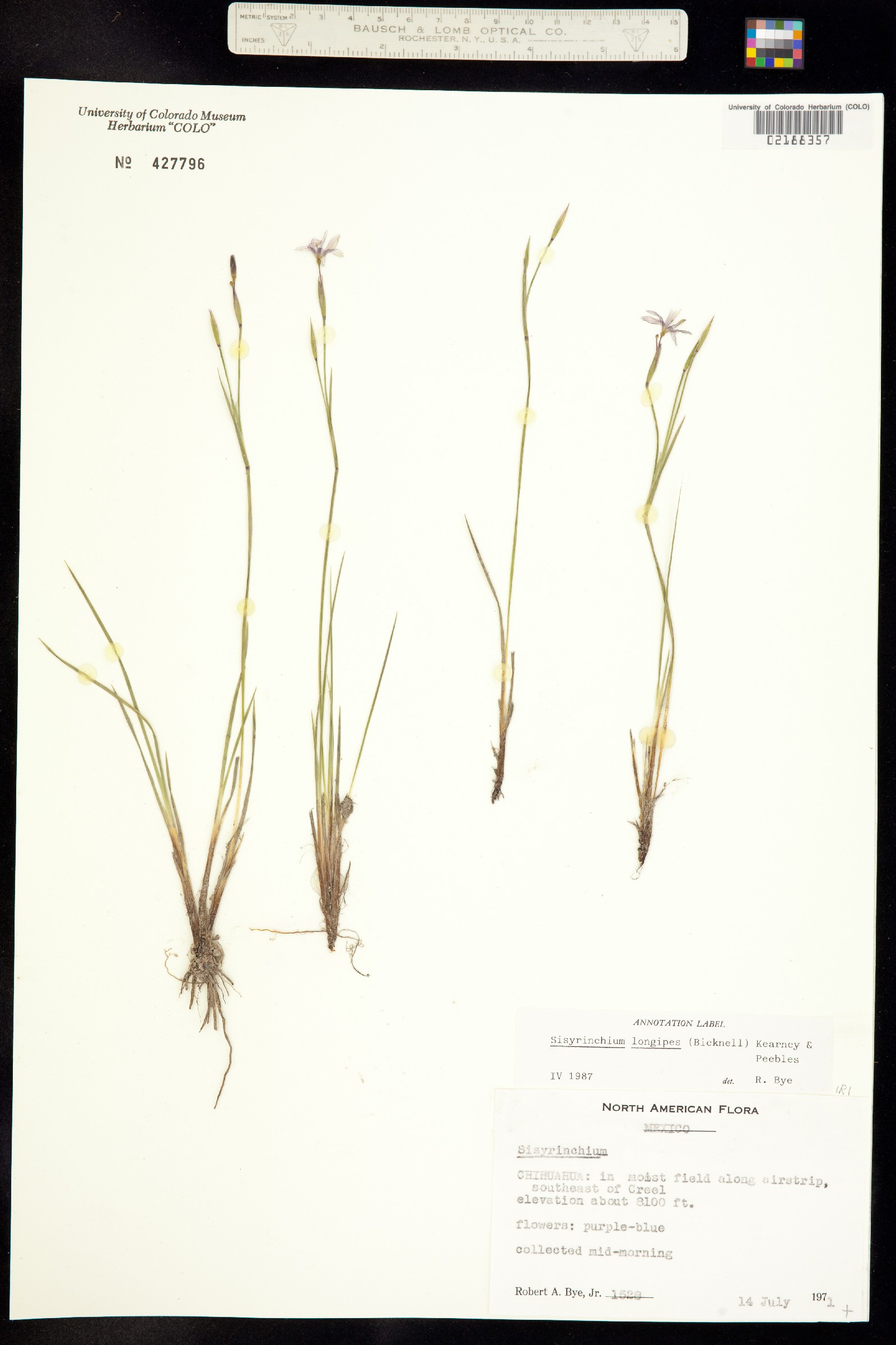 Sisyrinchium longipes image