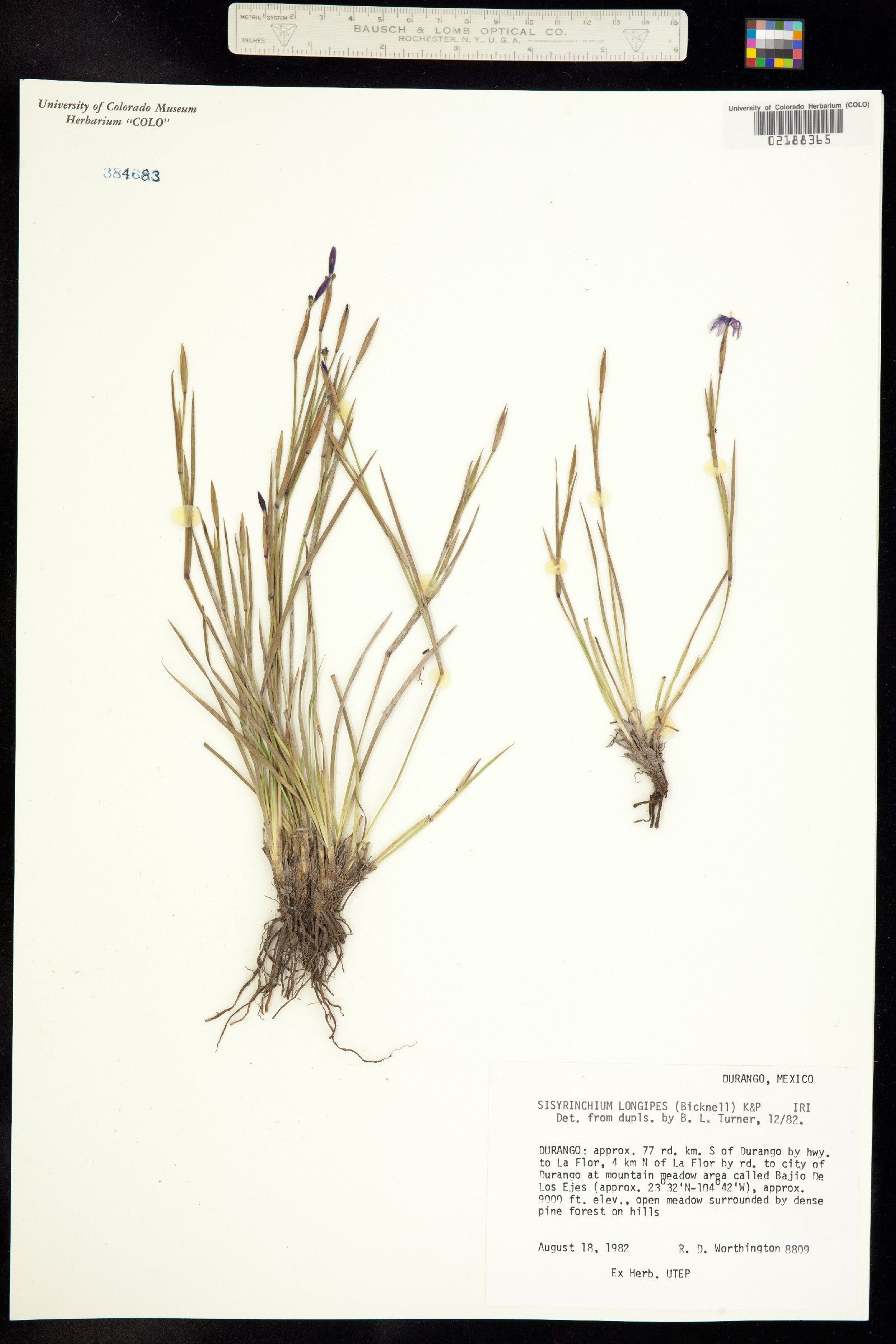 Sisyrinchium longipes image