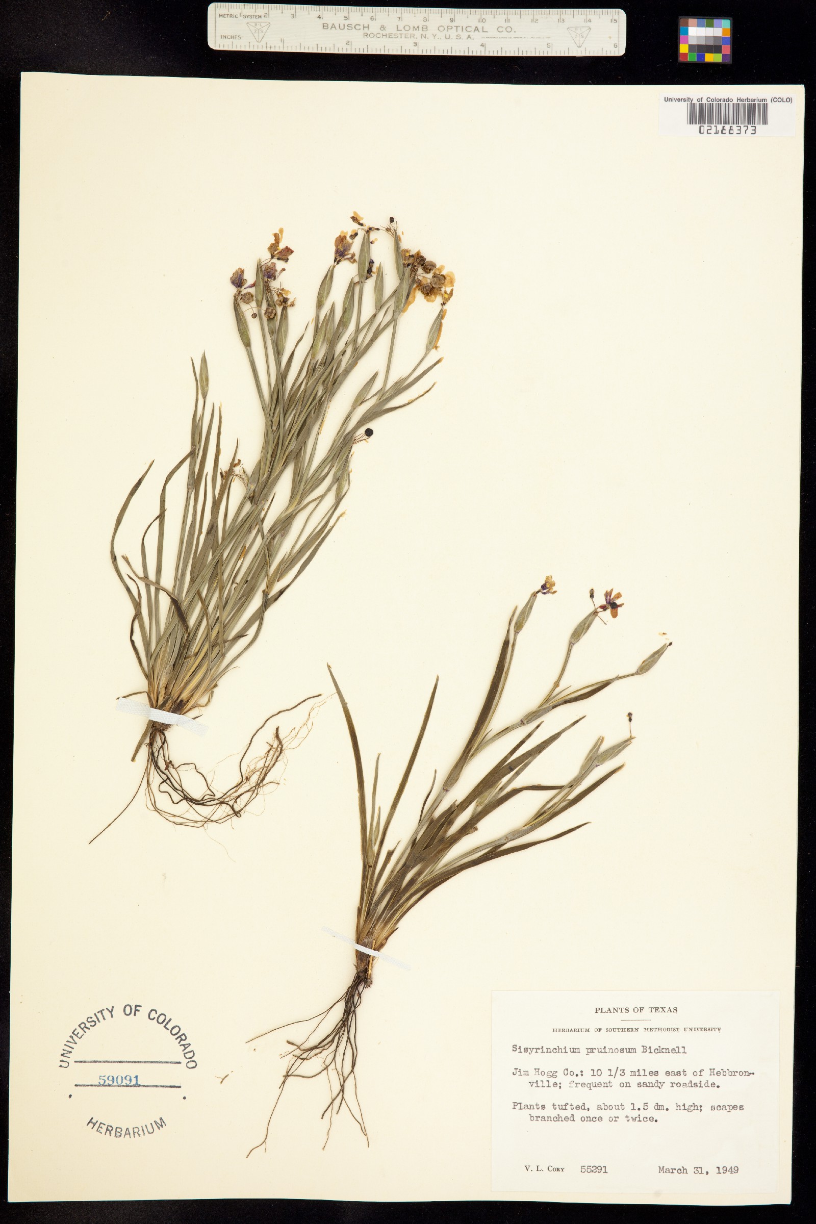 Sisyrinchium pruinosum image