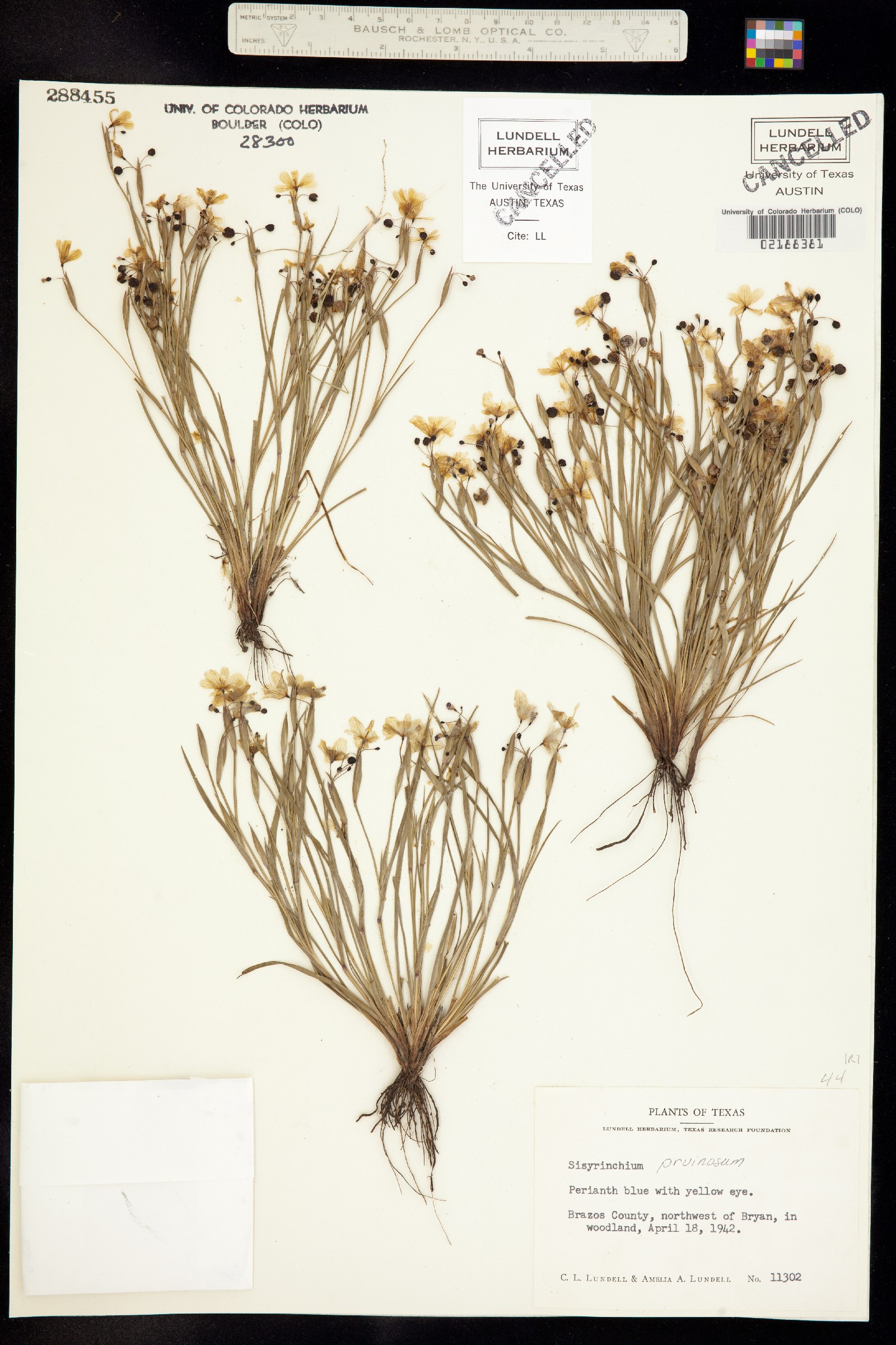 Sisyrinchium pruinosum image