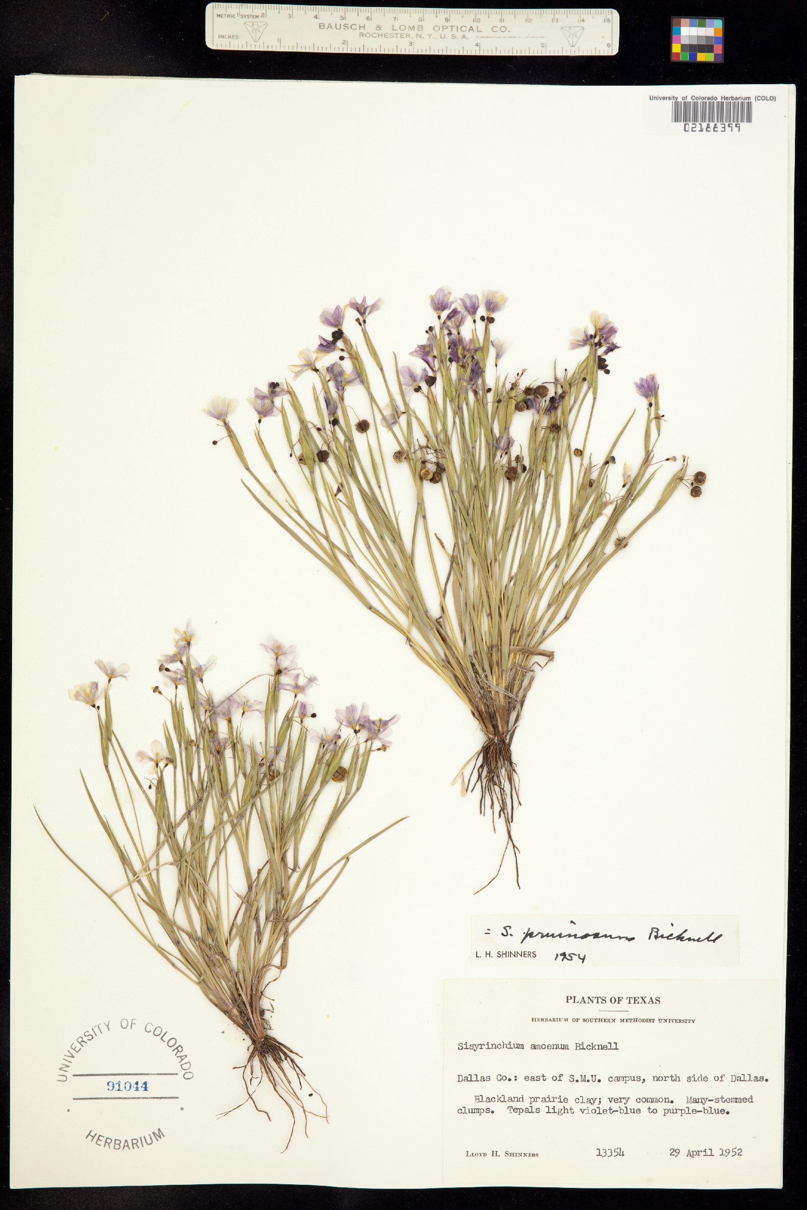 Sisyrinchium pruinosum image