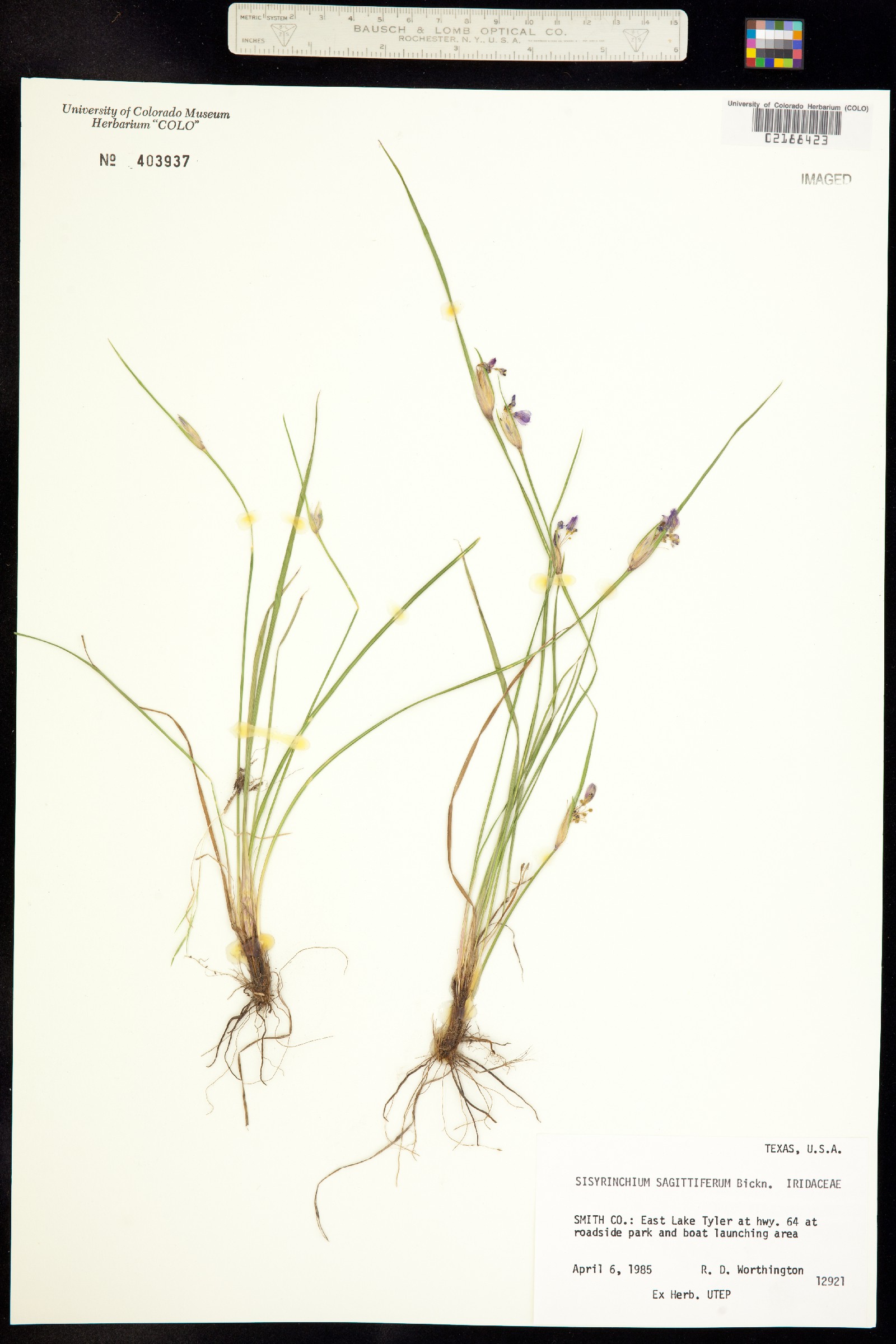 Sisyrinchium sagittiferum image