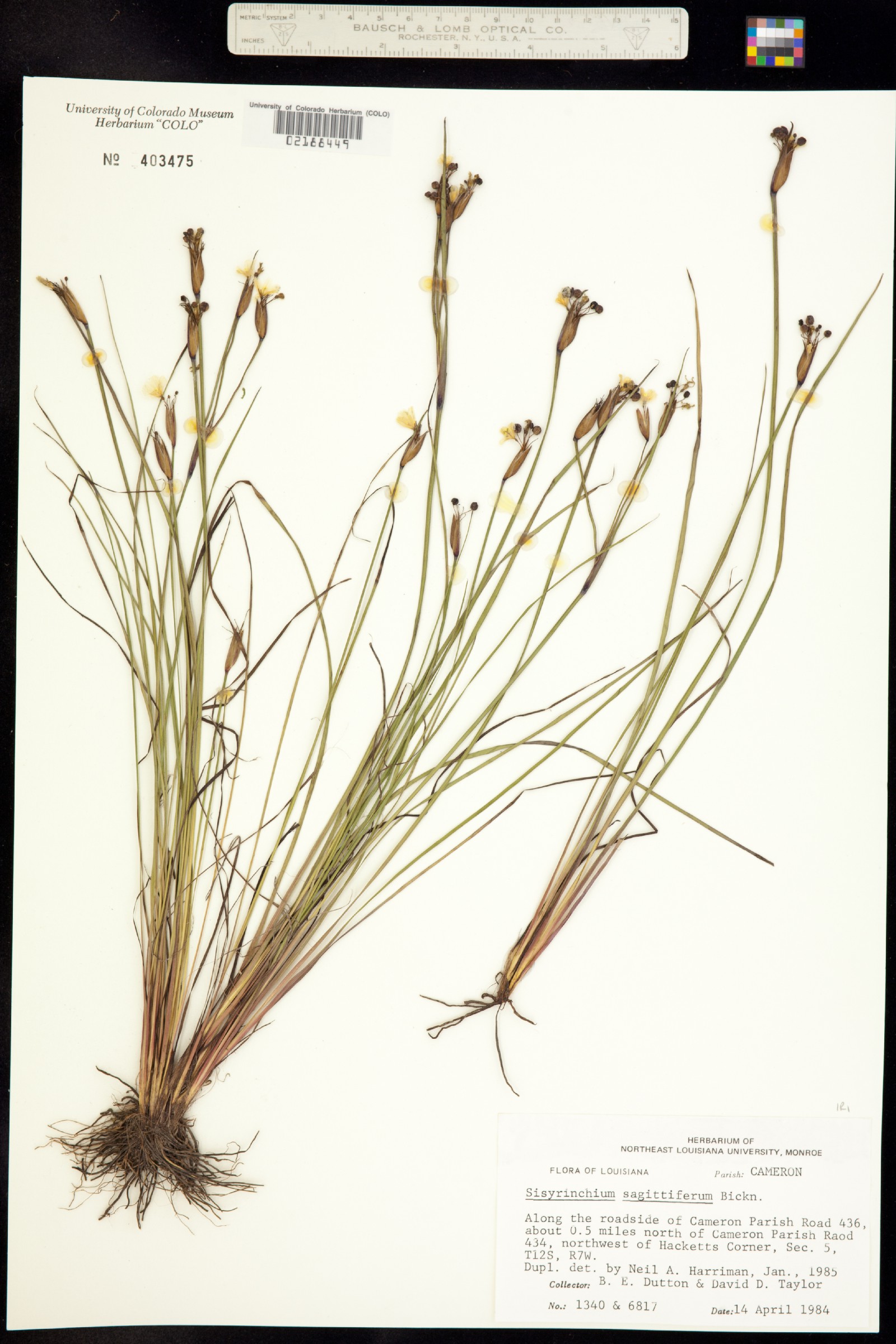 Sisyrinchium sagittiferum image