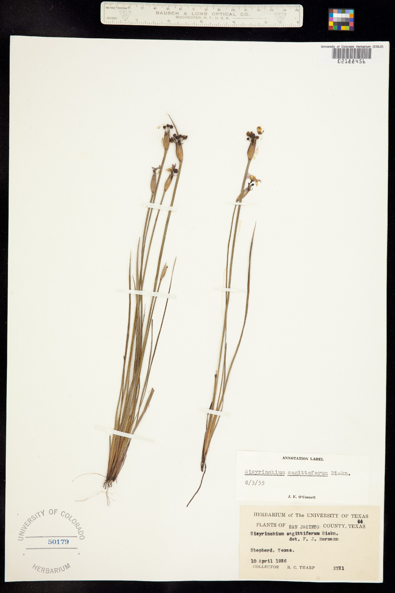 Sisyrinchium sagittiferum image