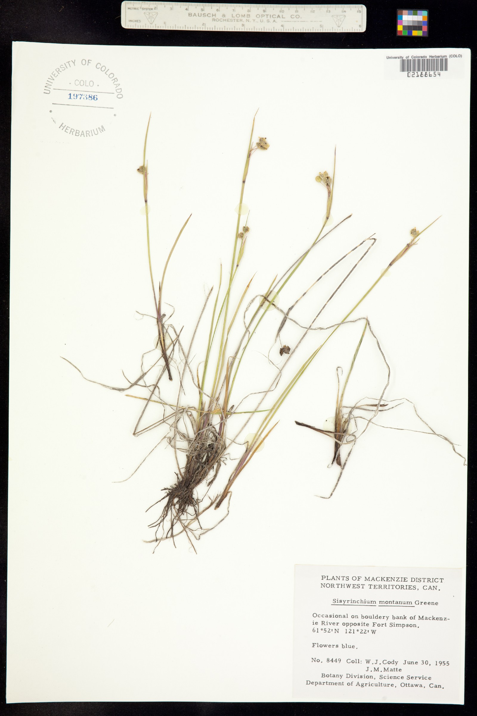 Sisyrinchium montanum image