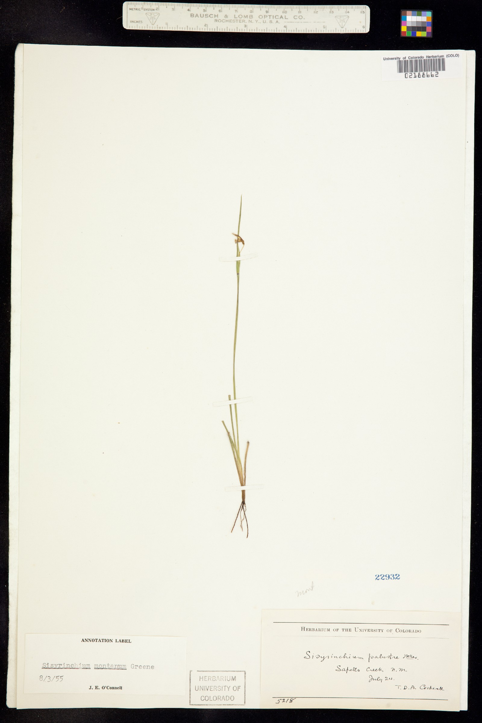 Sisyrinchium montanum image