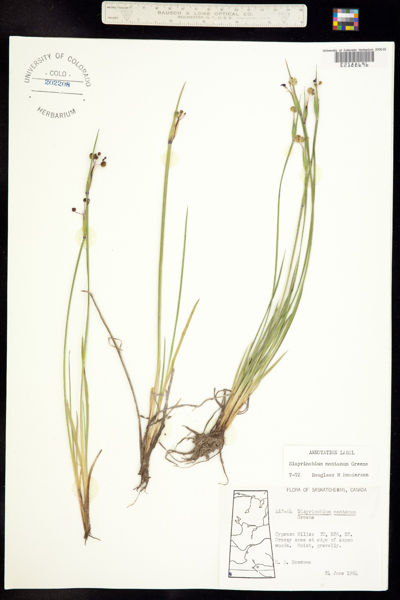 Sisyrinchium montanum image