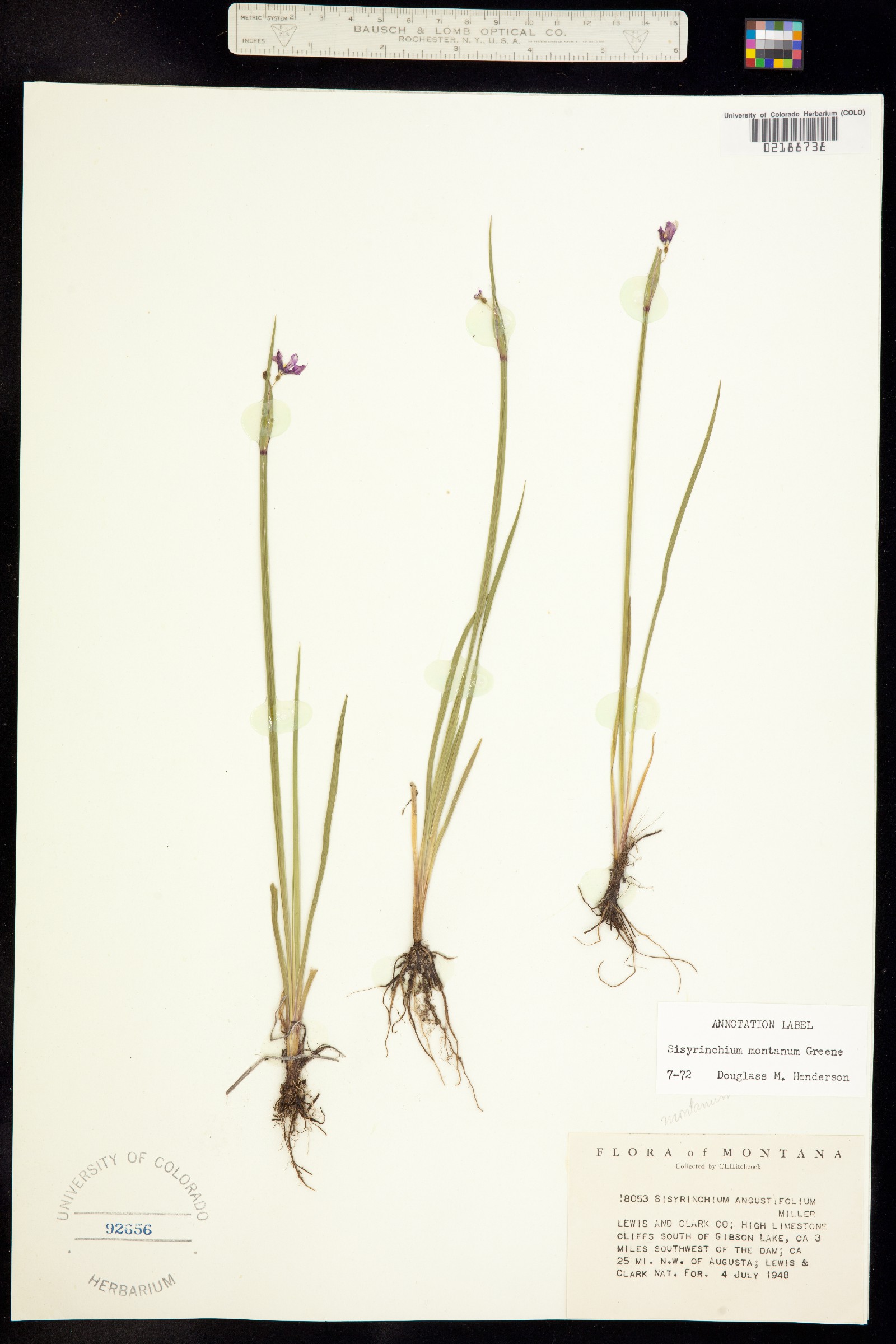 Sisyrinchium montanum image