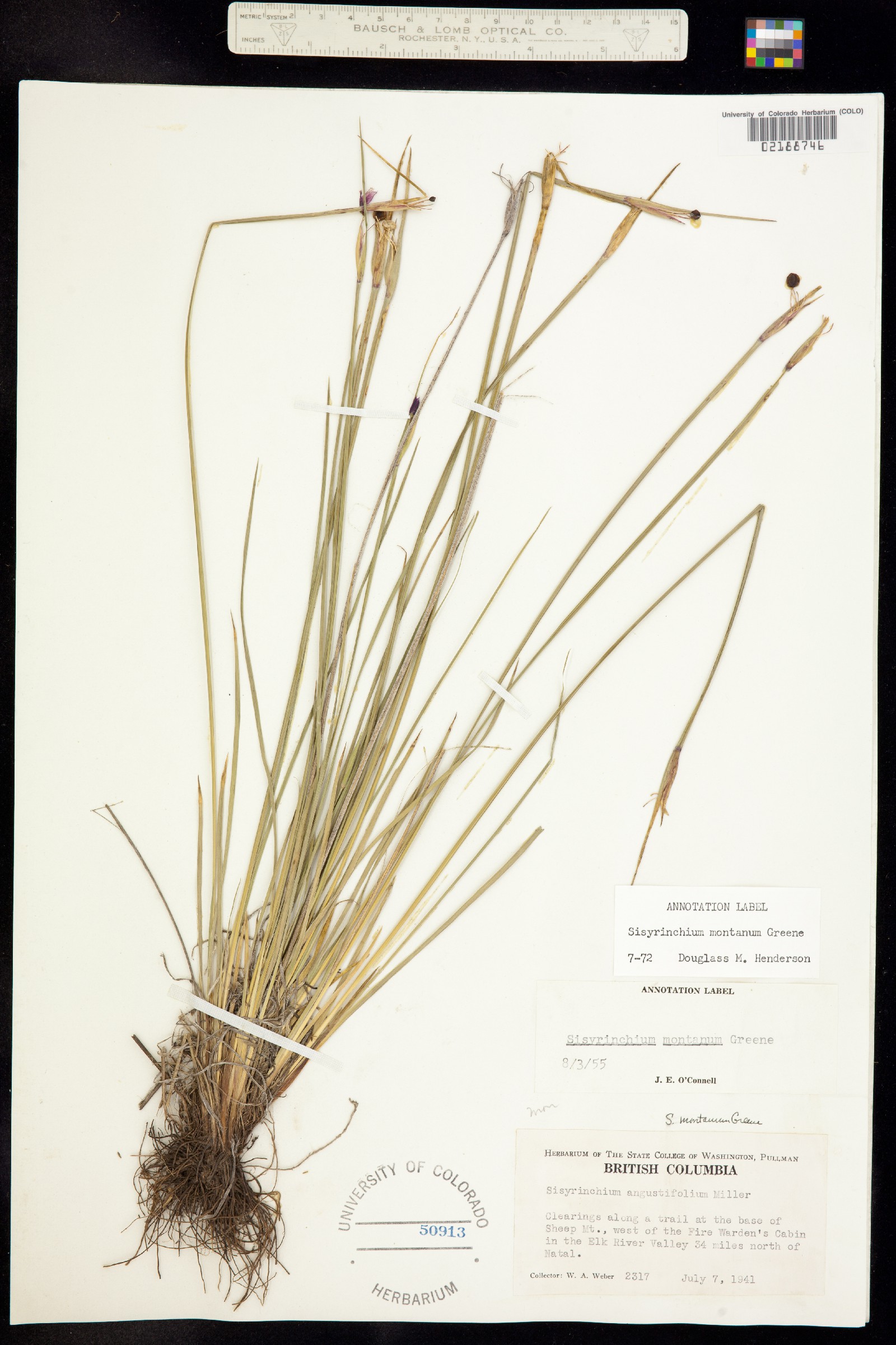 Sisyrinchium montanum image