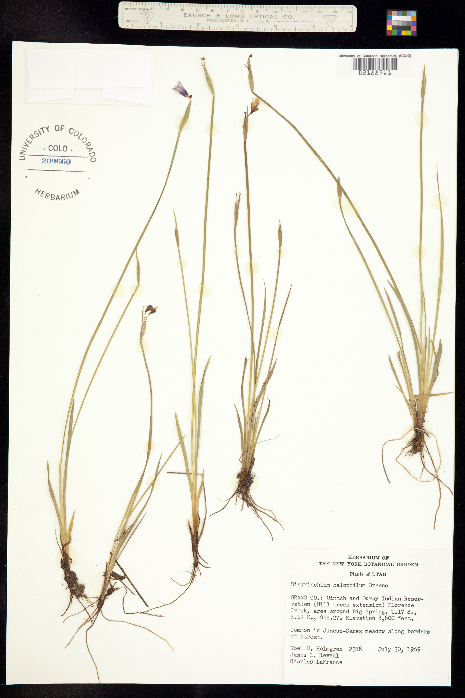 Sisyrinchium montanum image