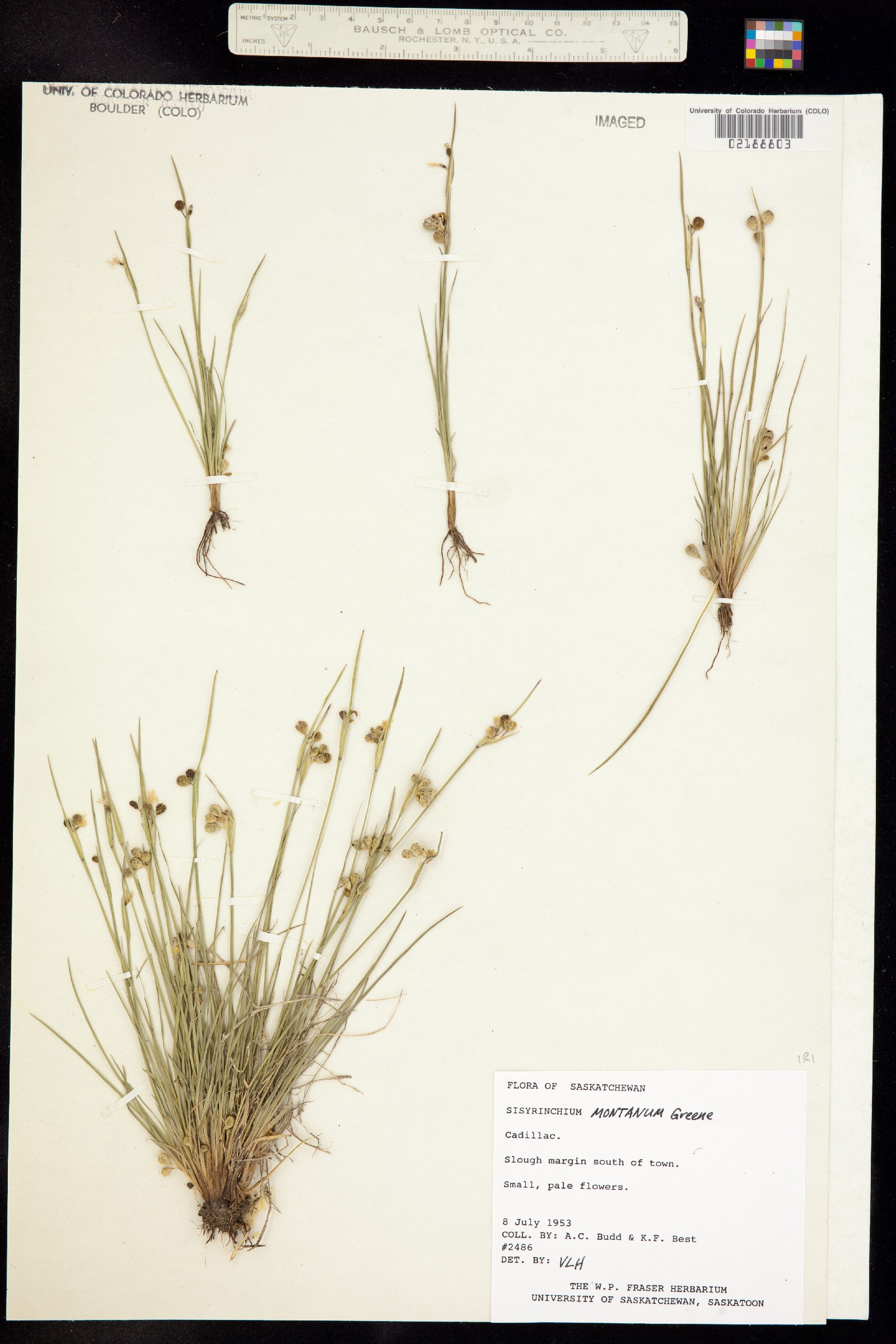 Sisyrinchium montanum image