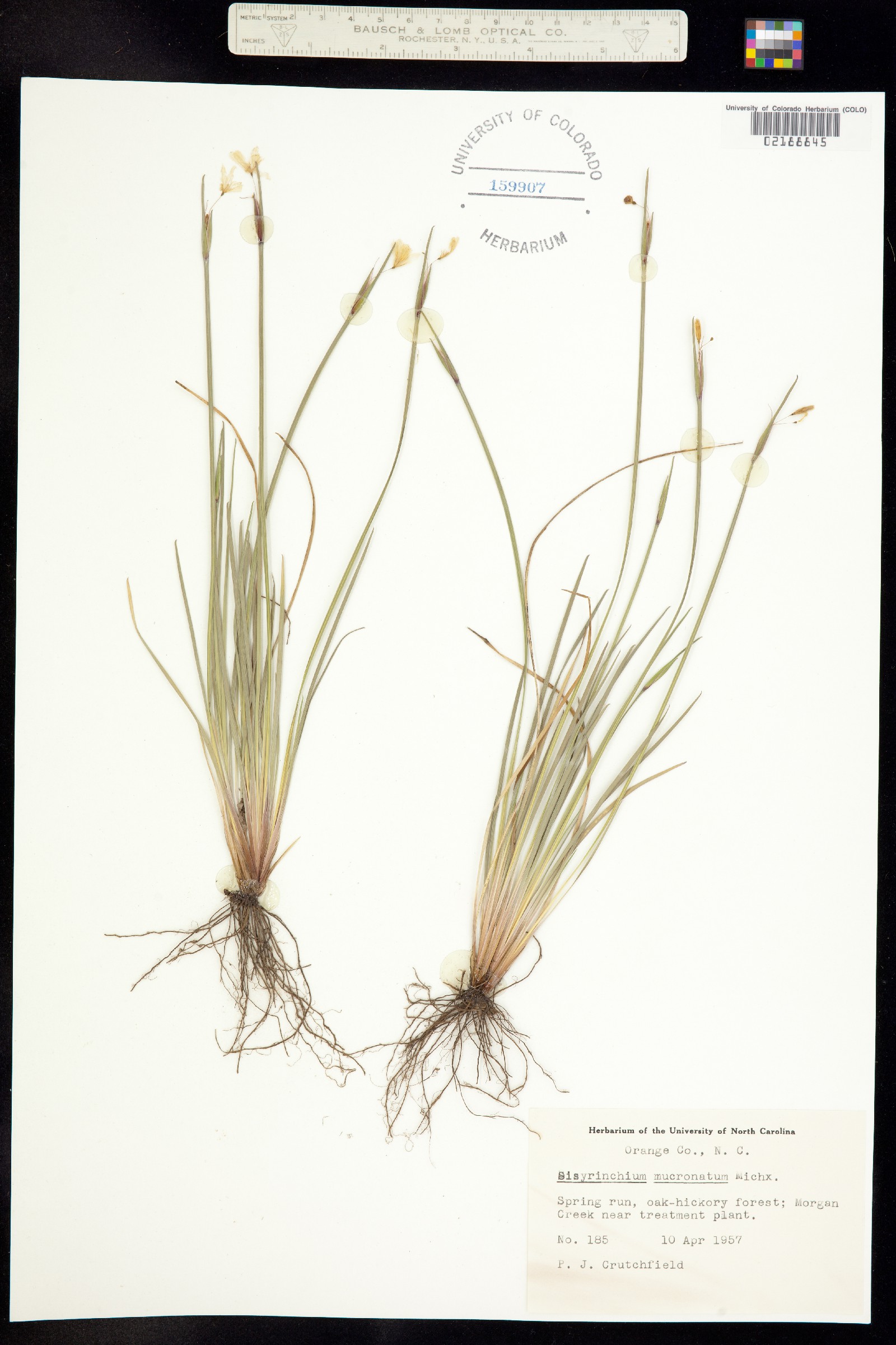 Sisyrinchium mucronatum image