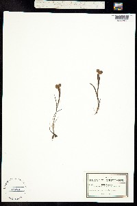 Sisyrinchium tenuifolium image
