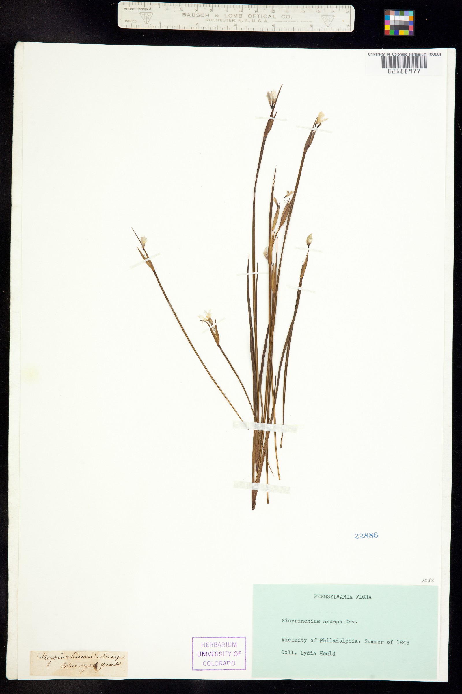 Sisyrinchium anceps image