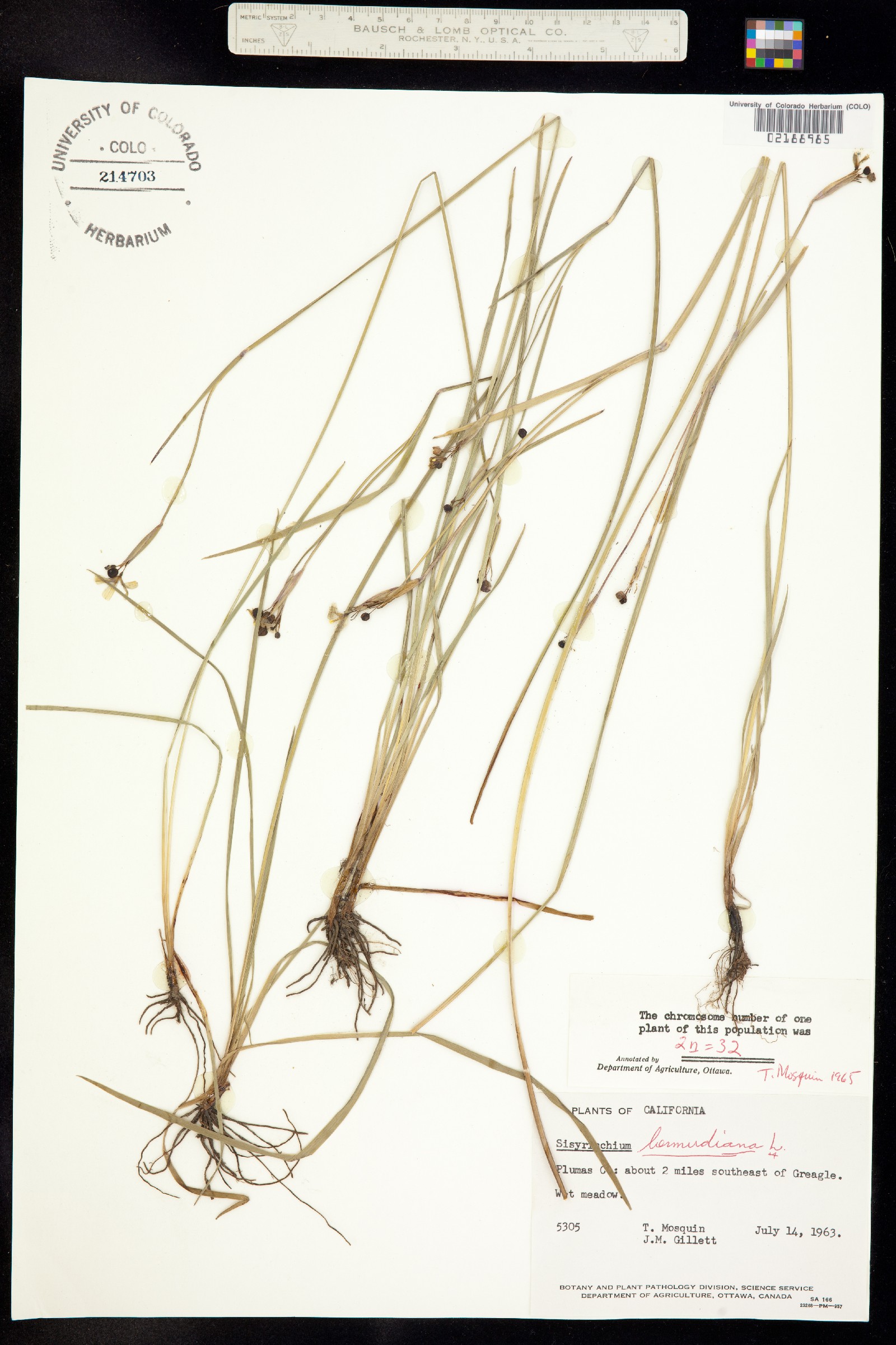 Sisyrinchium angustifolium image