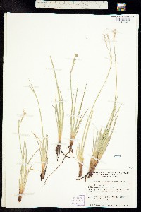 Sisyrinchium funereum image