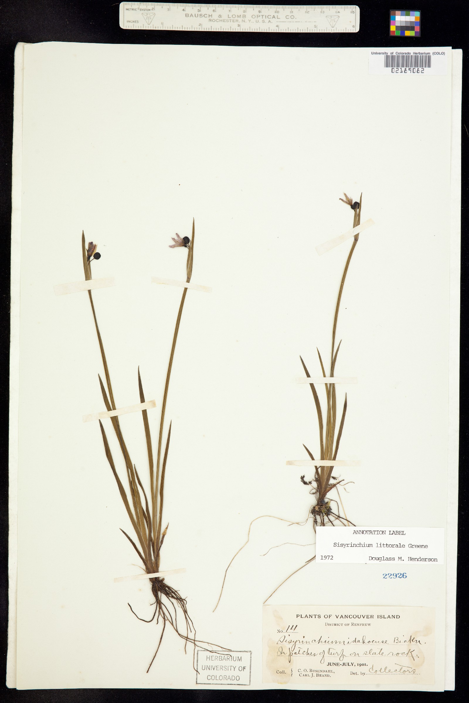 Sisyrinchium littorale image