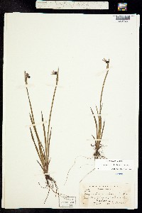 Image of Sisyrinchium littorale