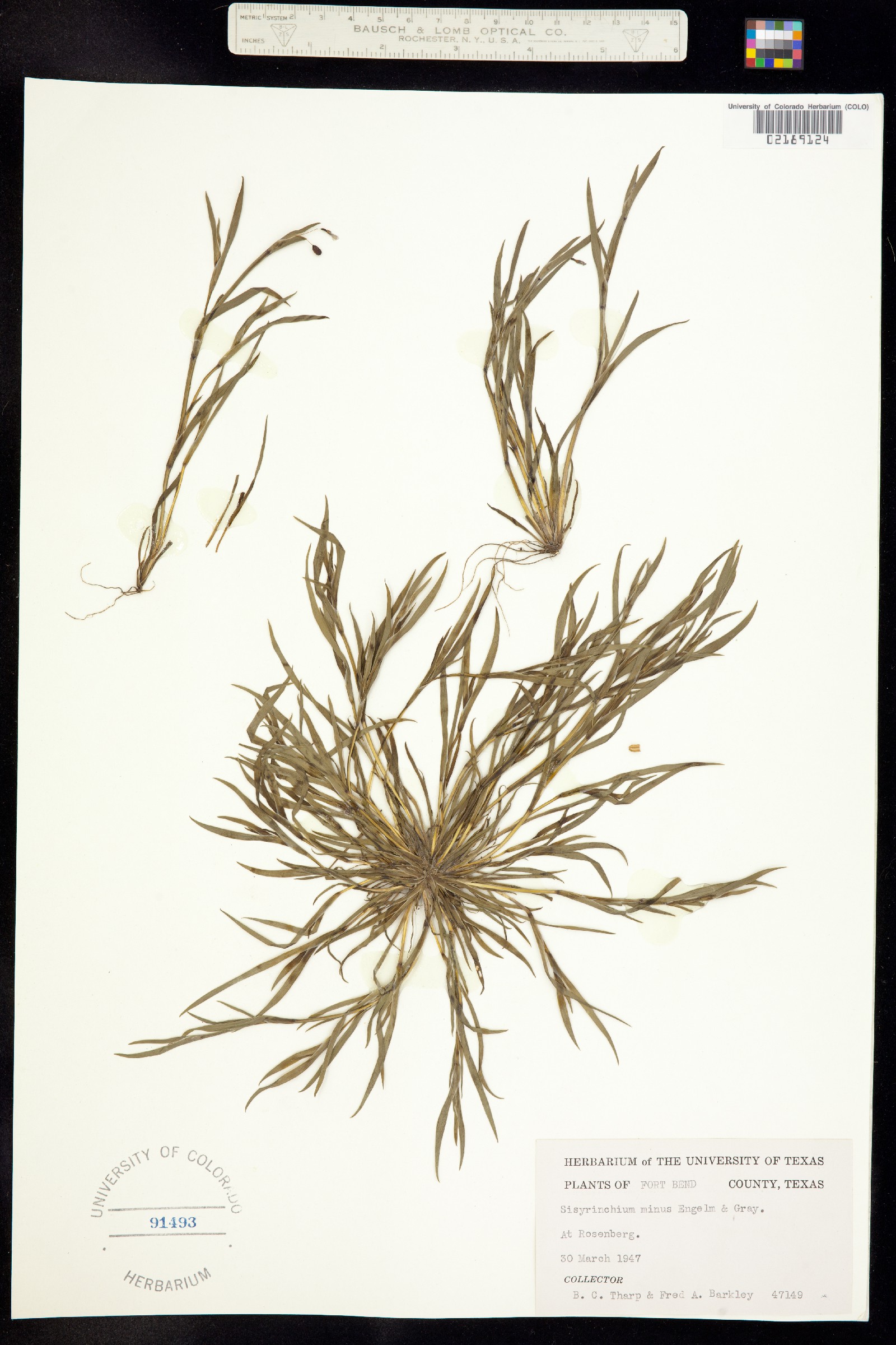 Sisyrinchium minus image