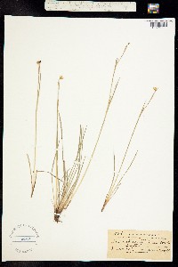 Sisyrinchium palustre image