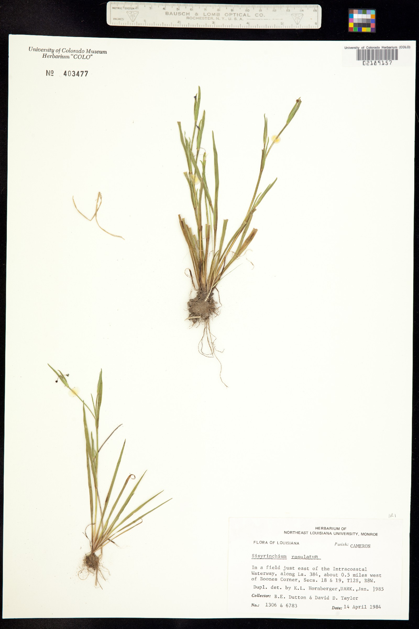 Sisyrinchium rosulatum image