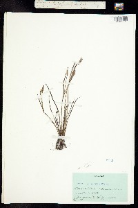 Image of Sisyrinchium scabrellum