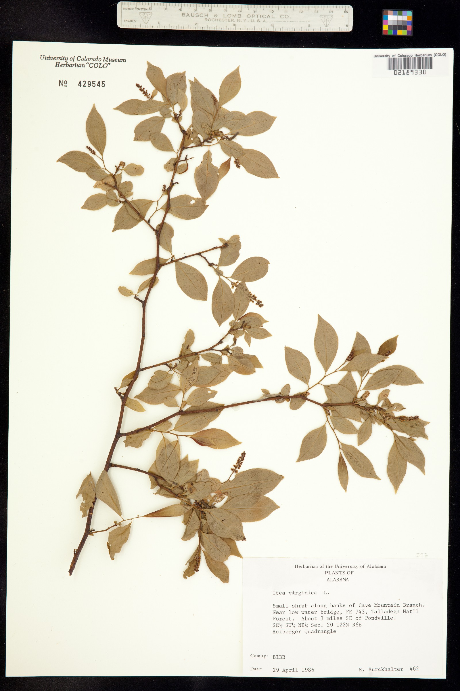 Iteaceae image