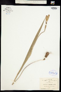 Tigridia pulchella image