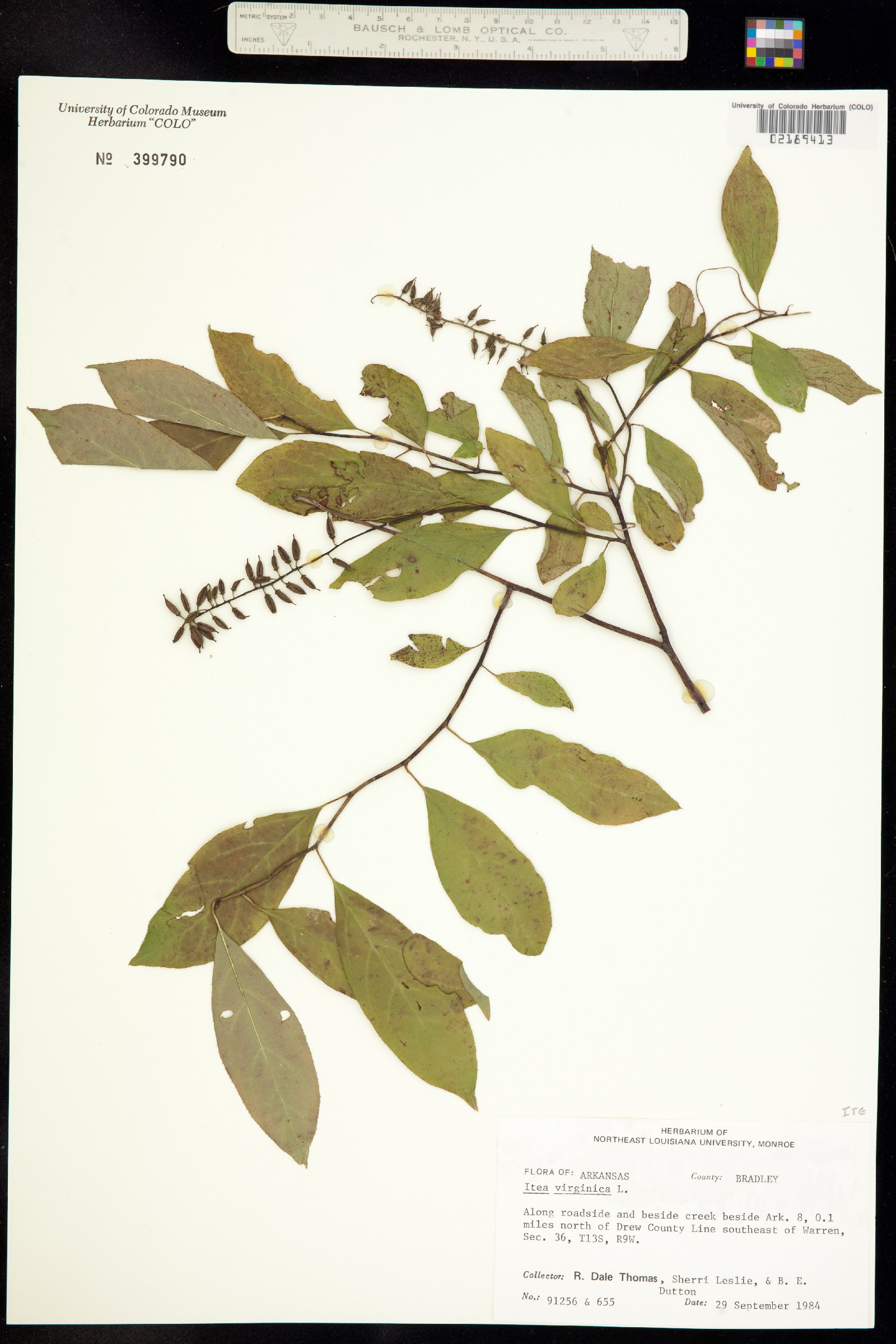 Iteaceae image