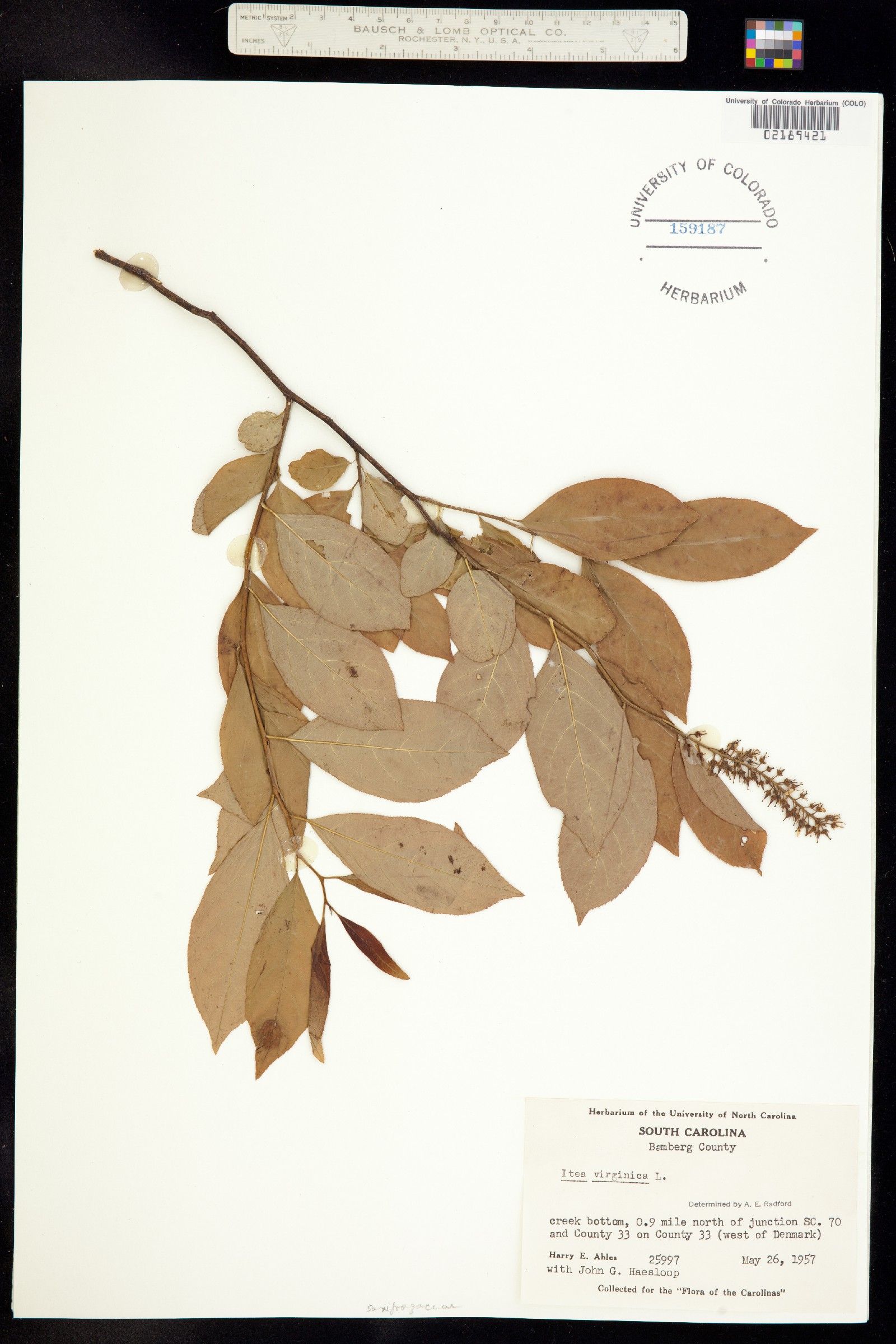 Iteaceae image