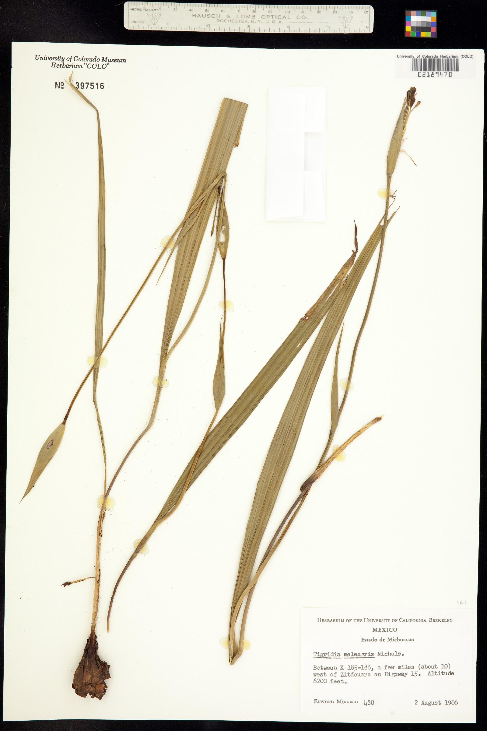 Tigridia meleagris image