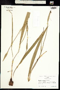 Tigridia meleagris image