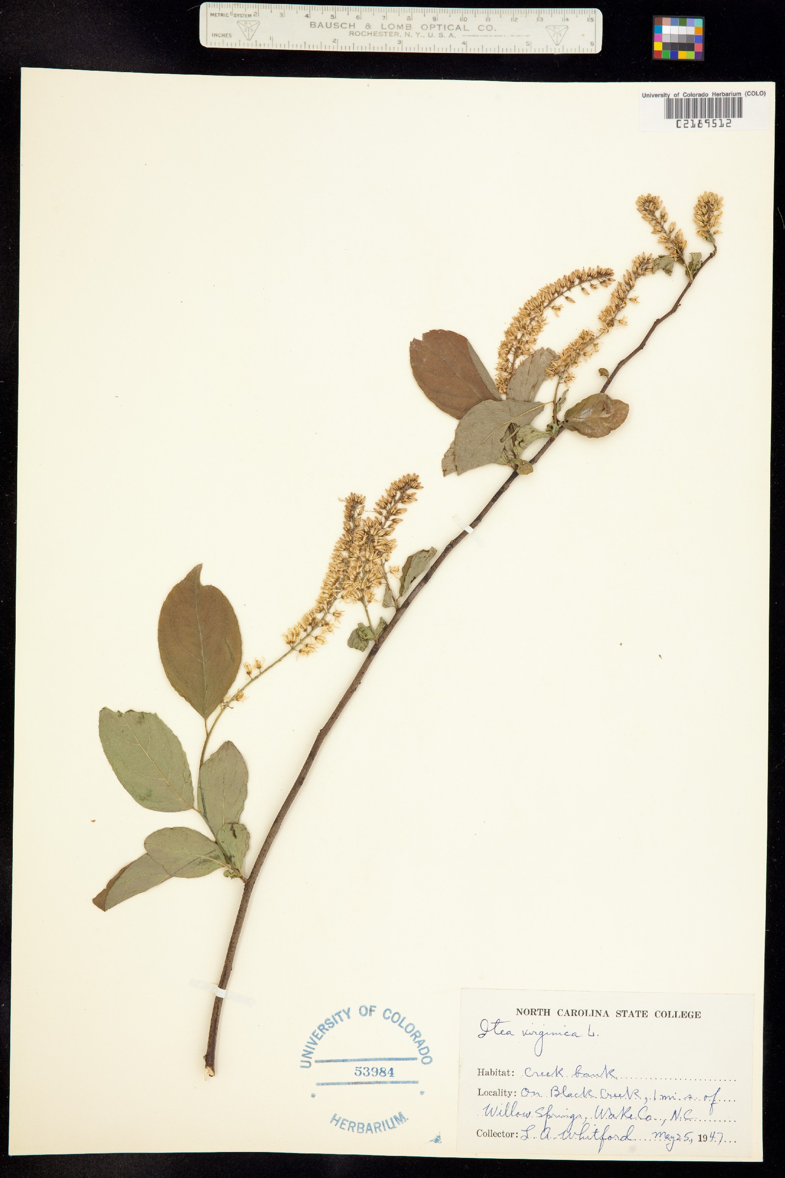 Itea virginica image