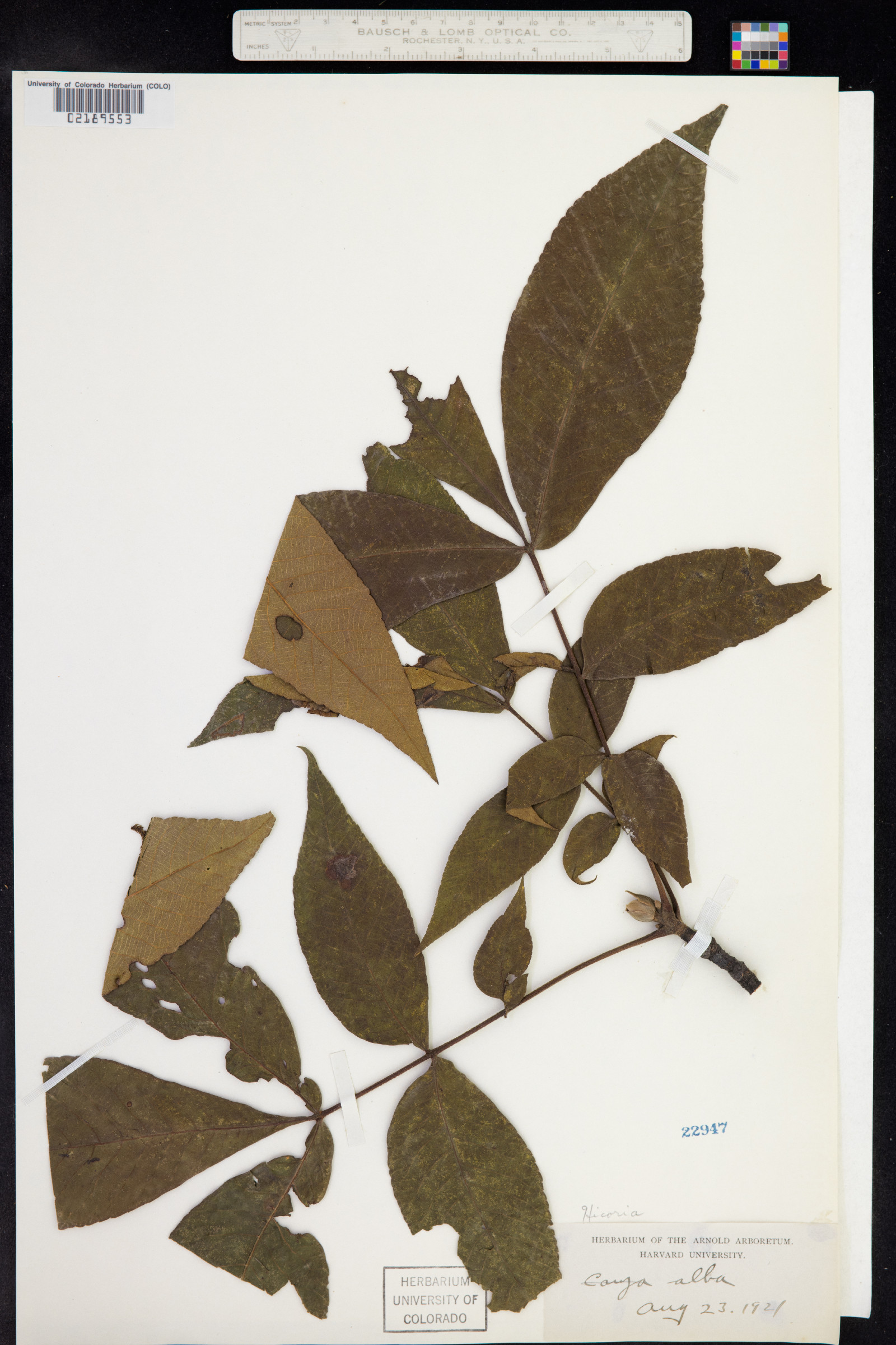 Carya tomentosa image