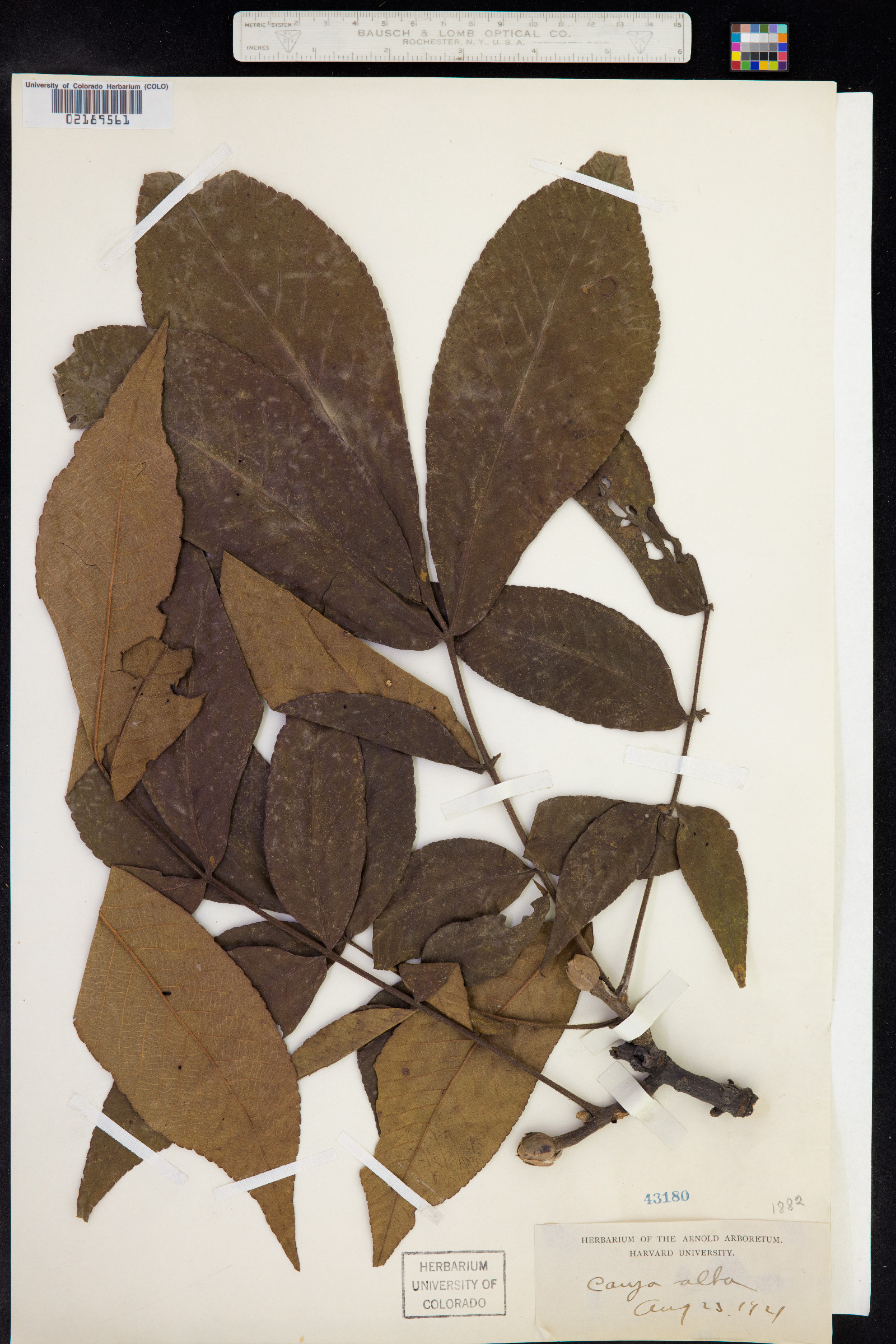 Carya tomentosa image