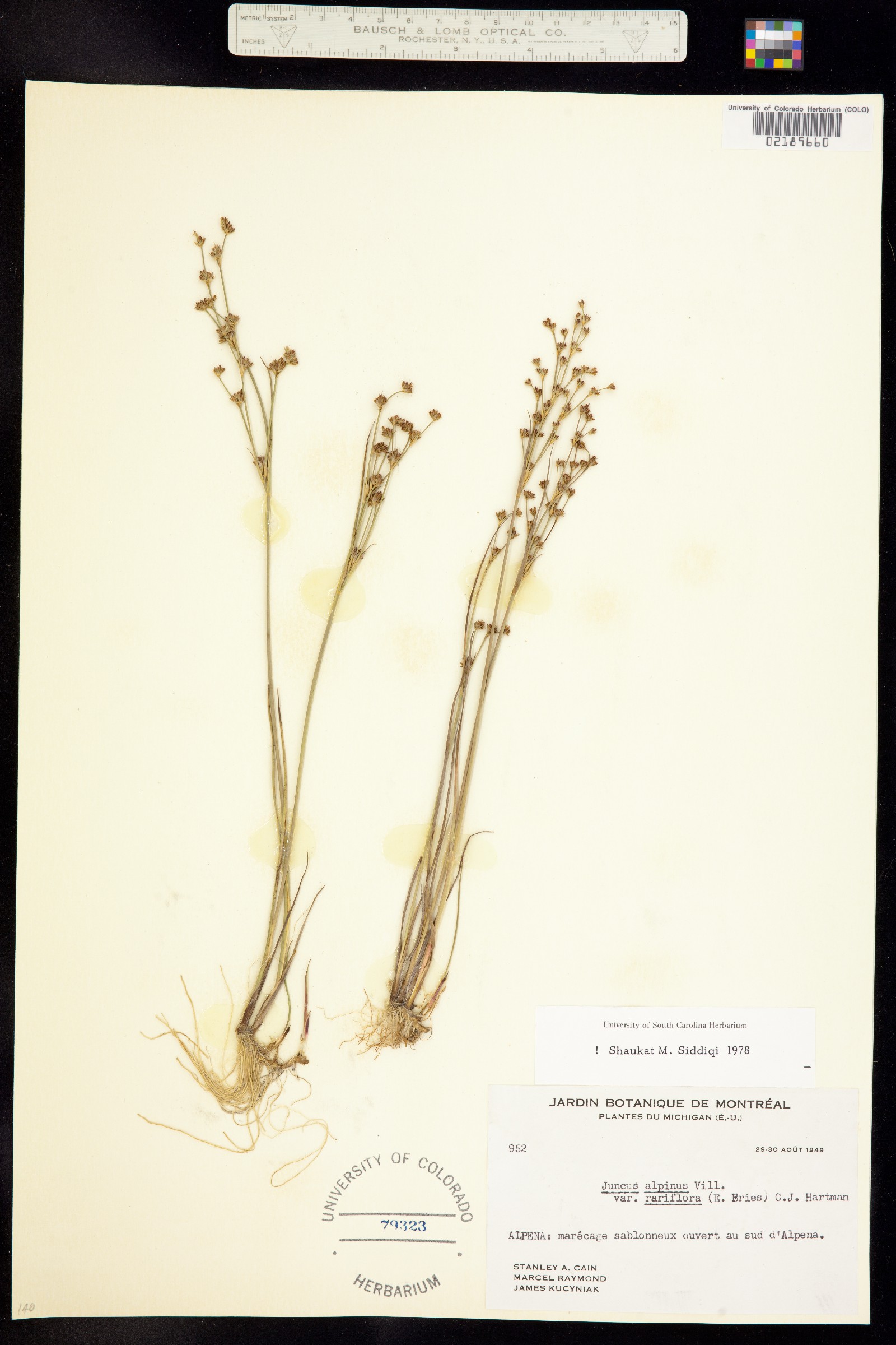Juncus alpinoarticulatus image