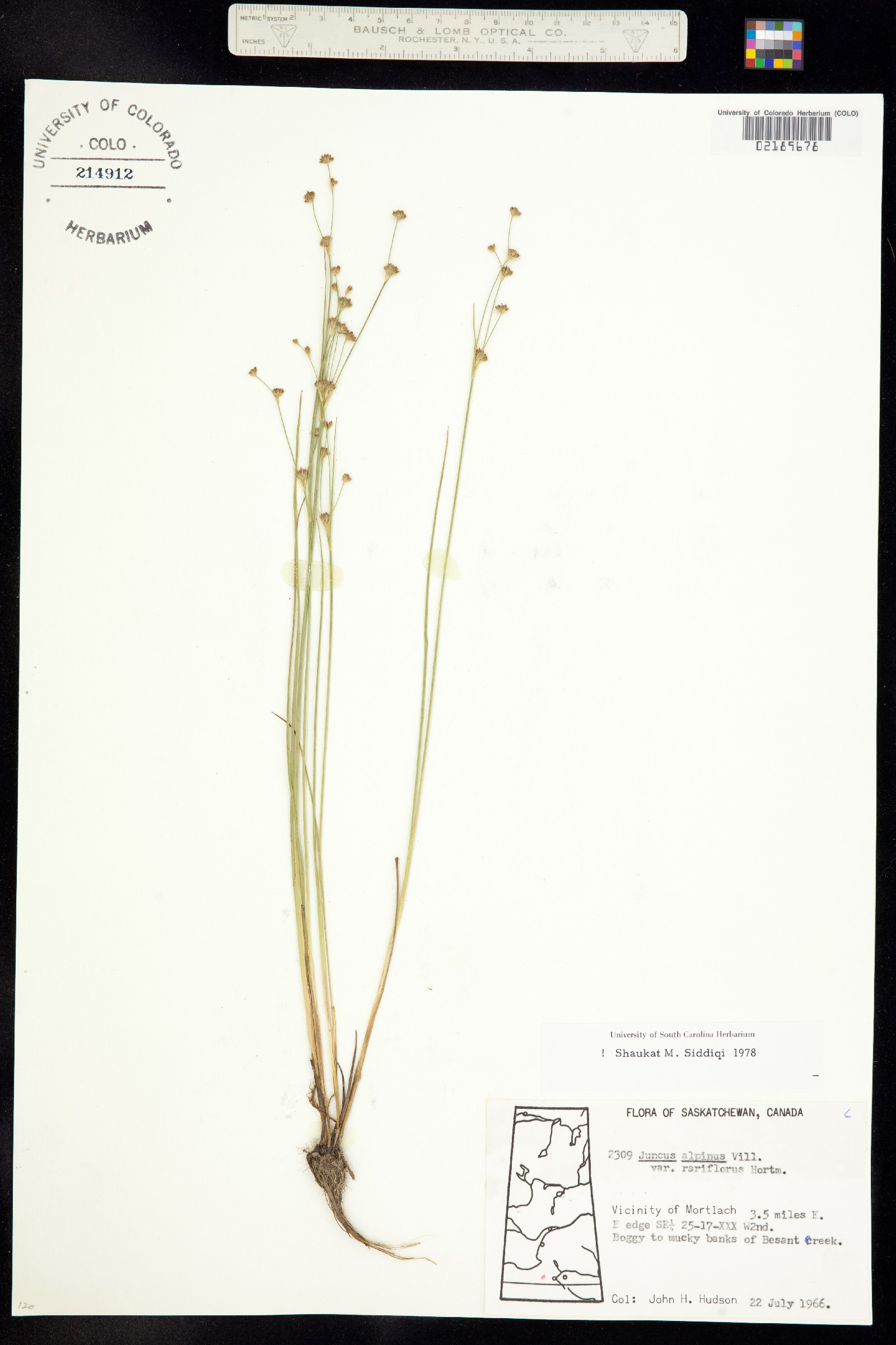 Juncus alpinoarticulatus image
