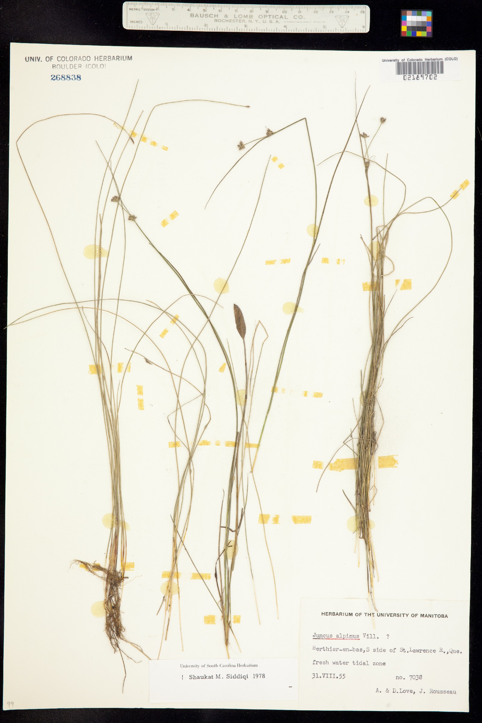 Juncus alpinoarticulatus image
