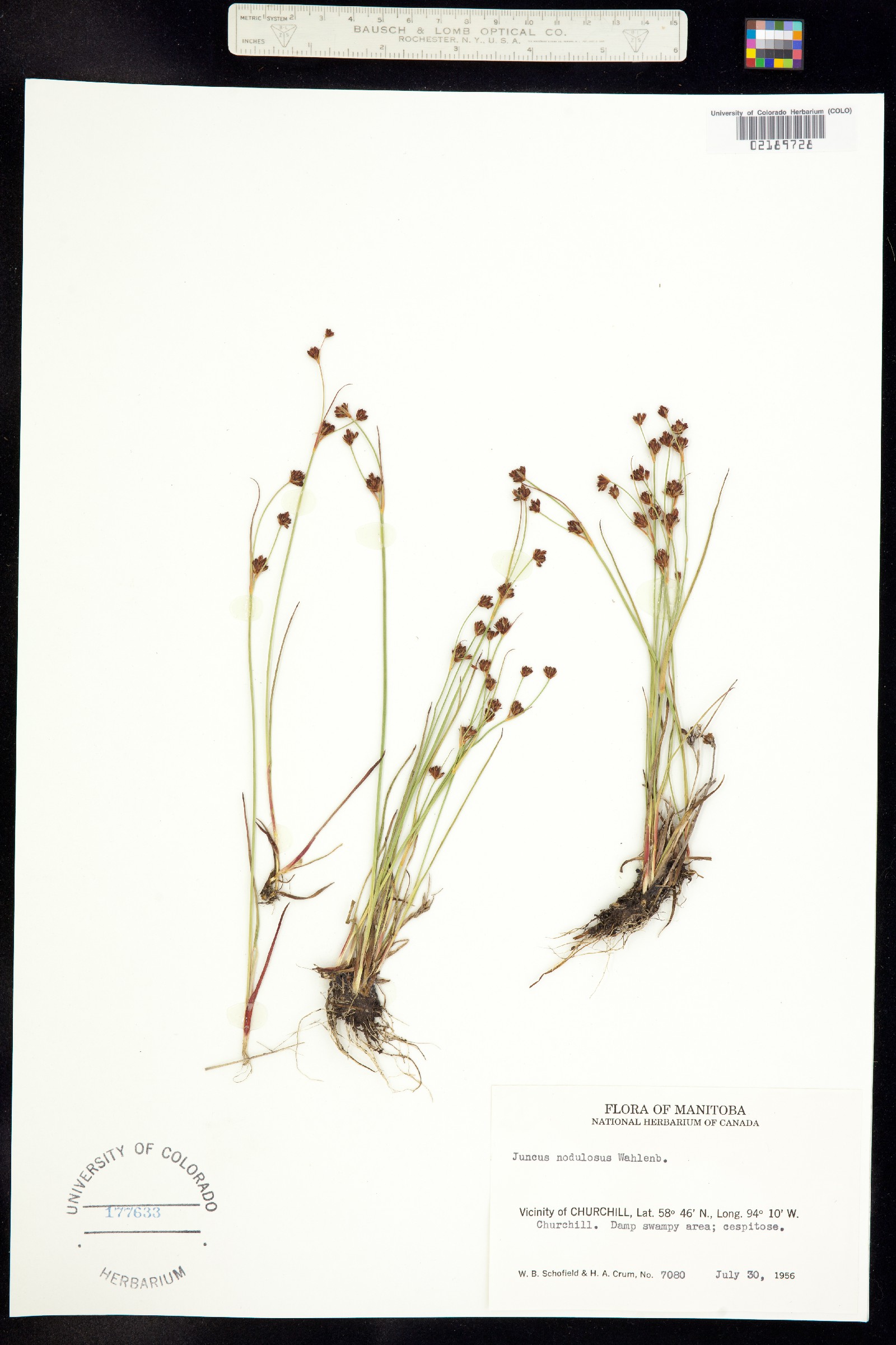 Juncus alpinoarticulatus image