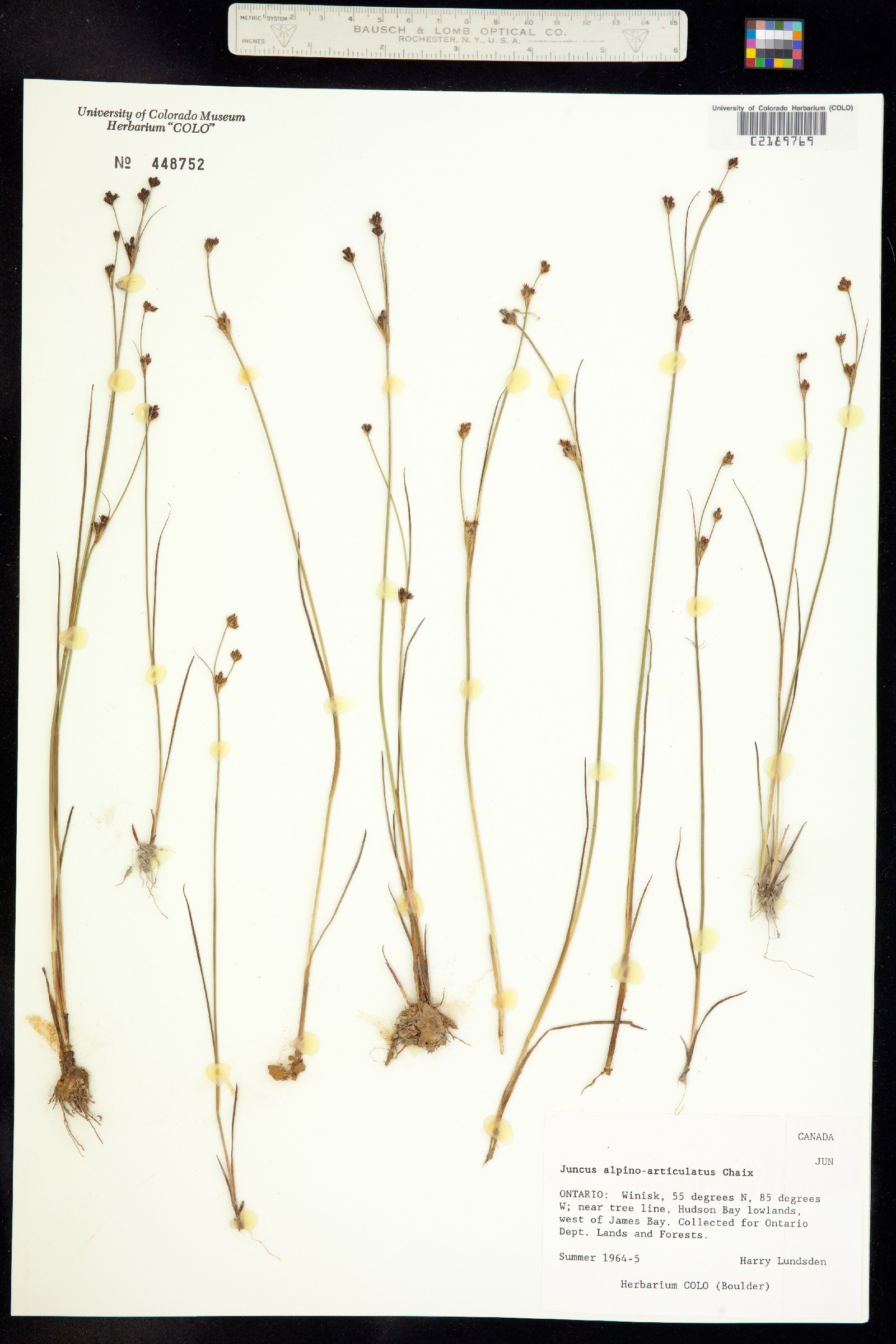 Juncus alpinoarticulatus image