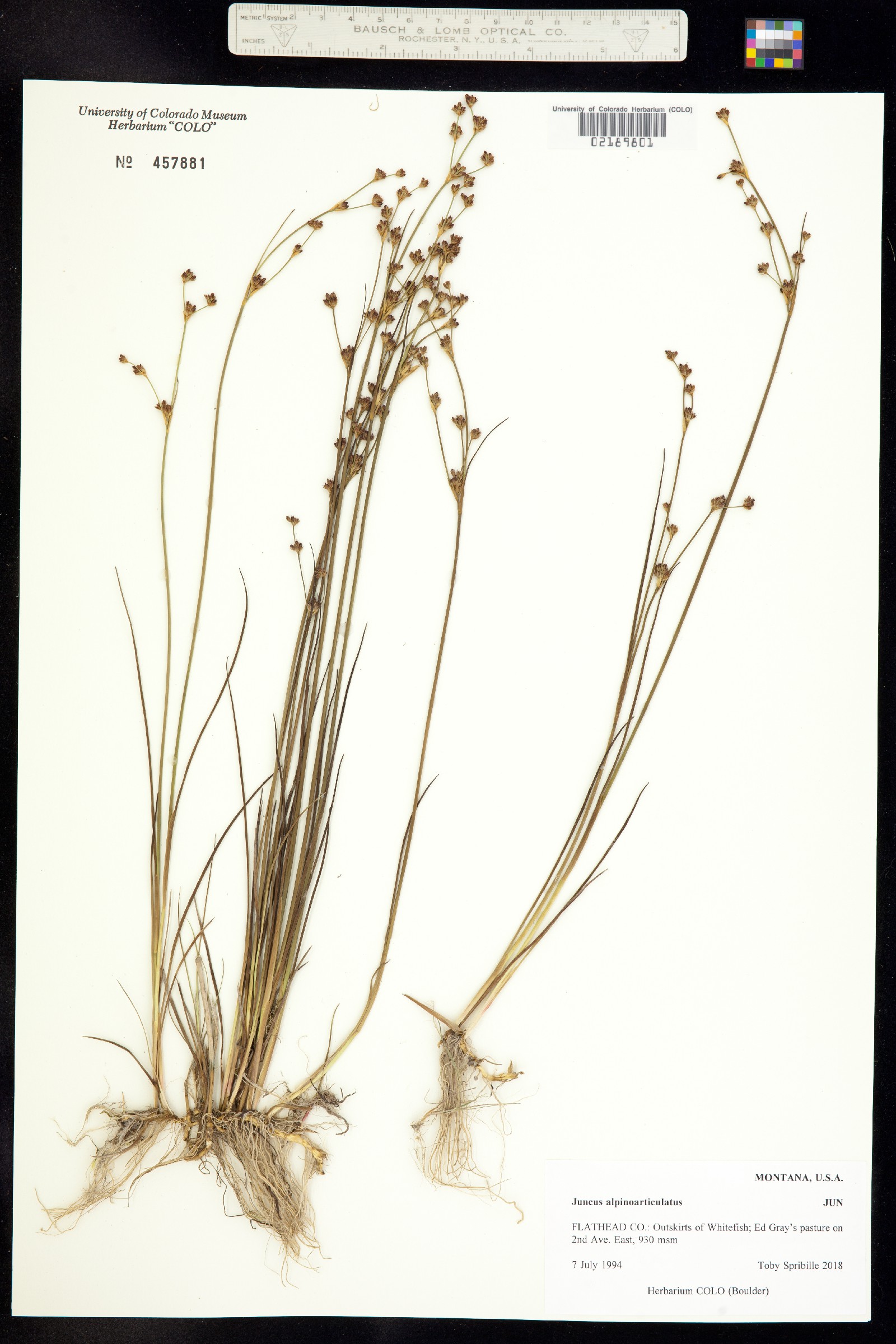 Juncus alpinoarticulatus image