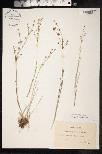 Juncus alpinoarticulatus image
