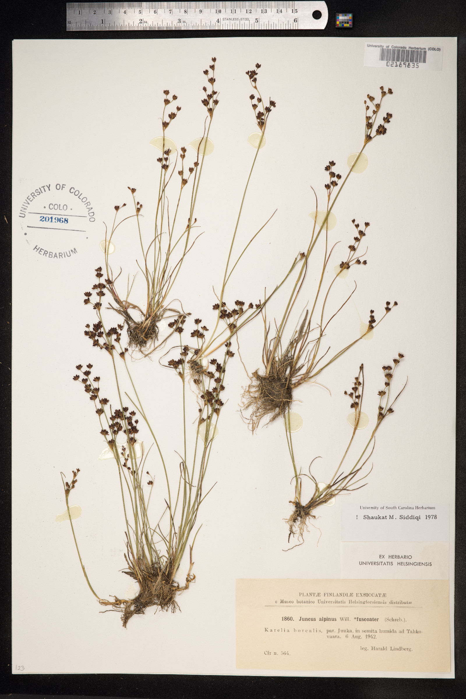 Juncus alpinoarticulatus image