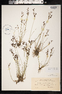 Juncus alpinoarticulatus image