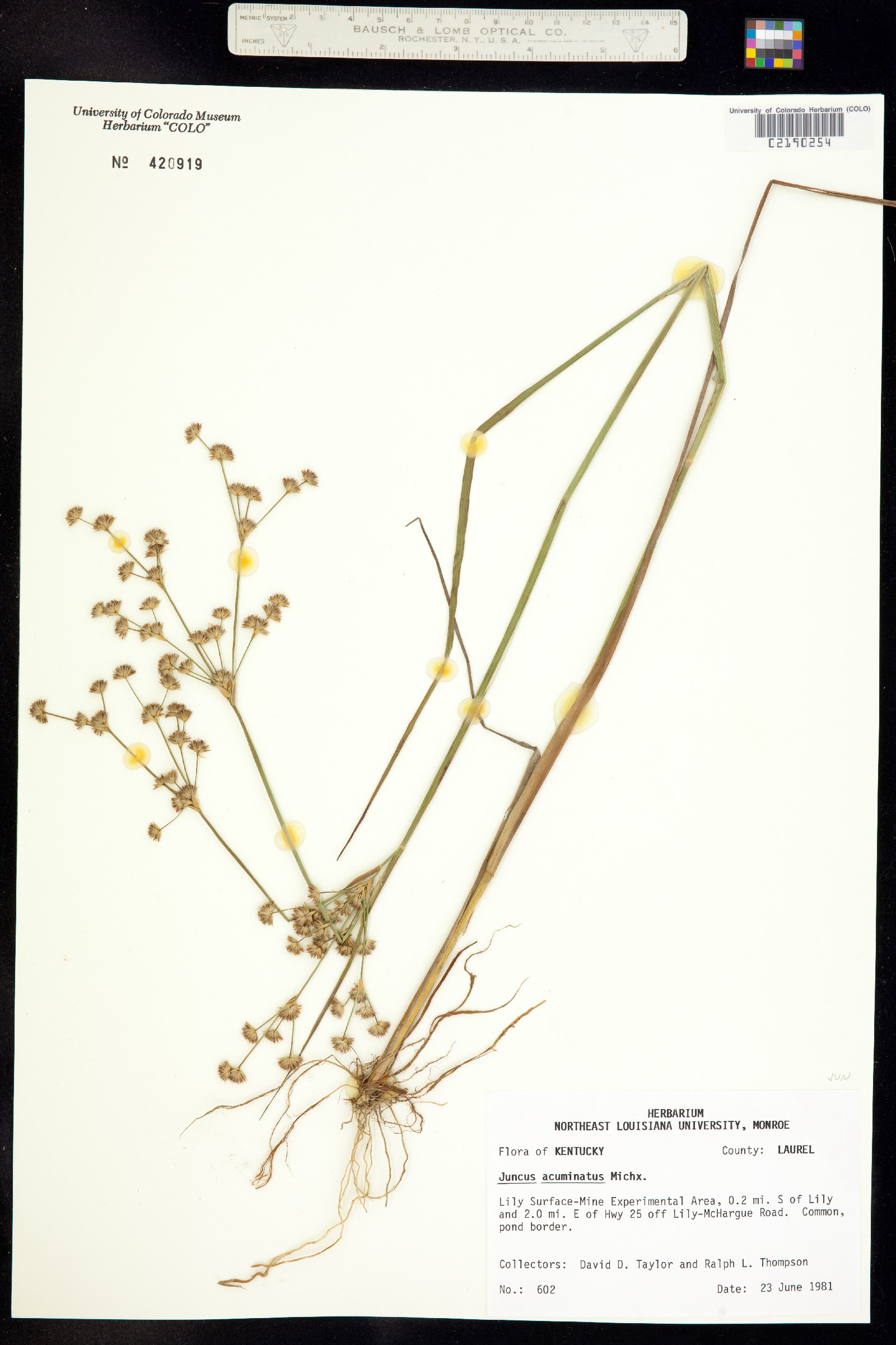 Juncus acuminatus image