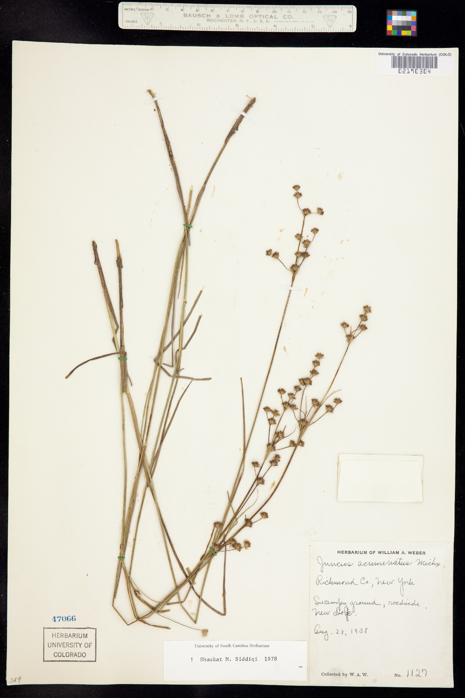 Juncus acuminatus image