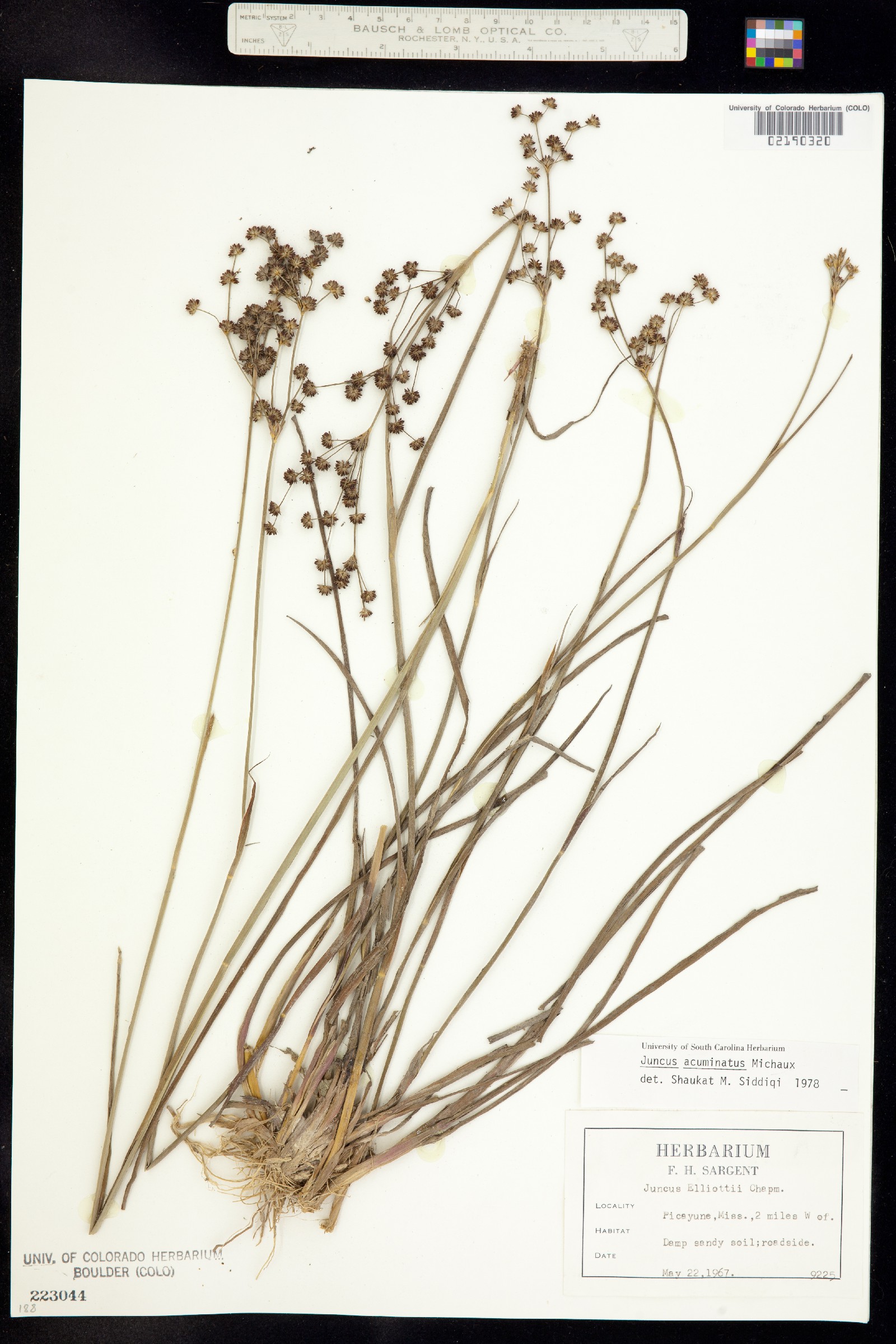 Juncus acuminatus image