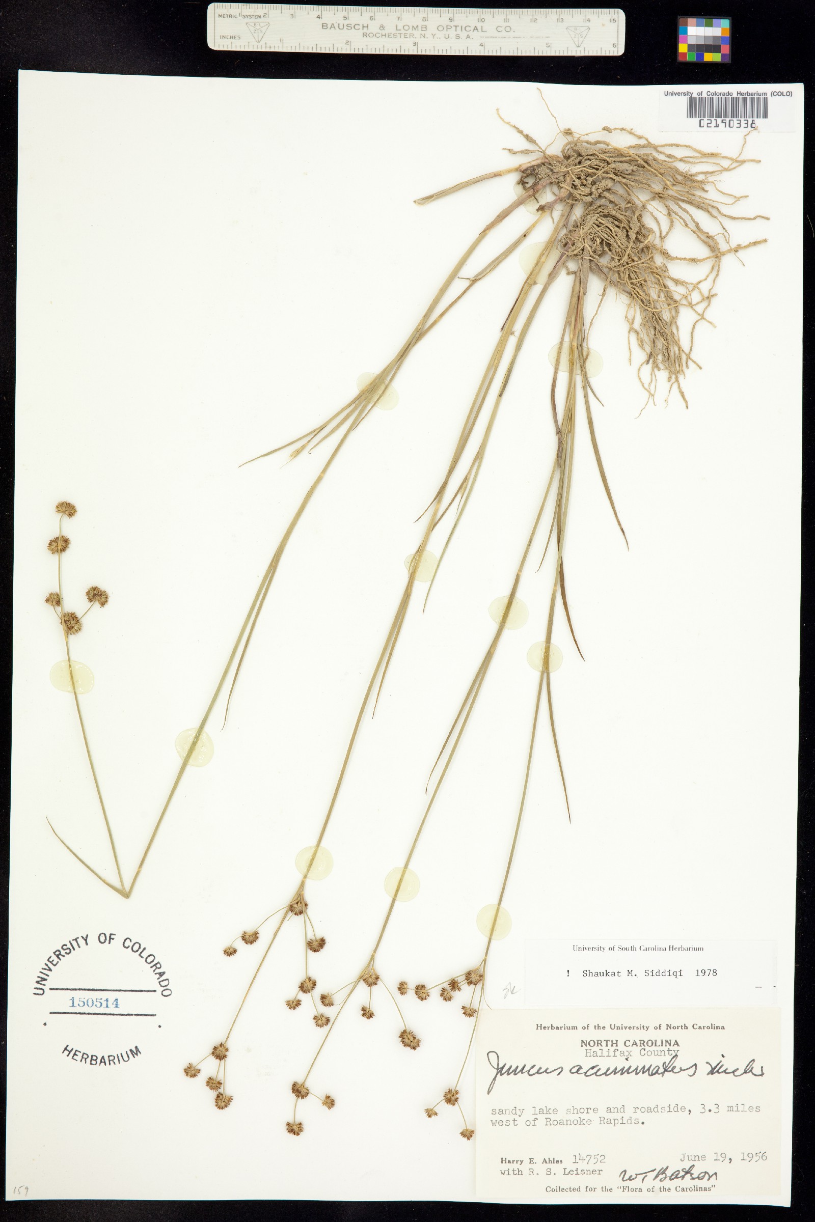 Juncus acuminatus image